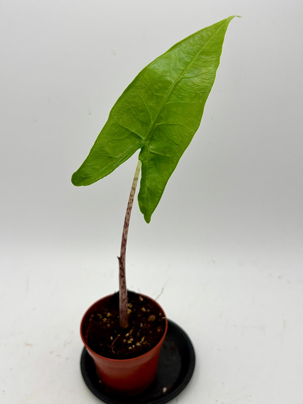 Alocasia Reticulata Pflanze von Exotic-Flowers mit großen, auffälligen Blättern und auffälligen Adern, Nahaufnahme der Blätter.