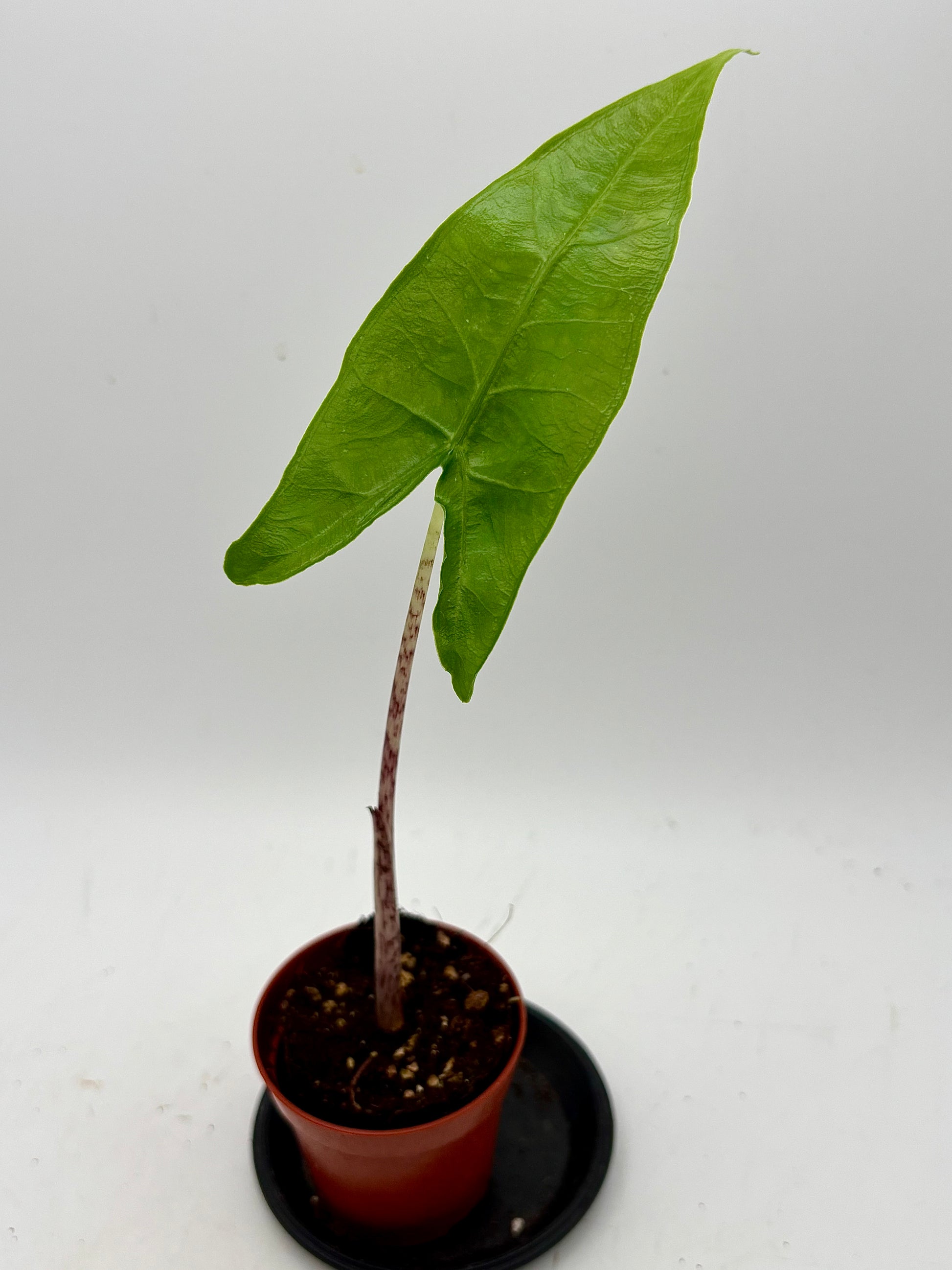 Alocasia Reticulata Pflanze von Exotic-Flowers mit großen, auffälligen Blättern und auffälligen Adern, Nahaufnahme der Blätter.