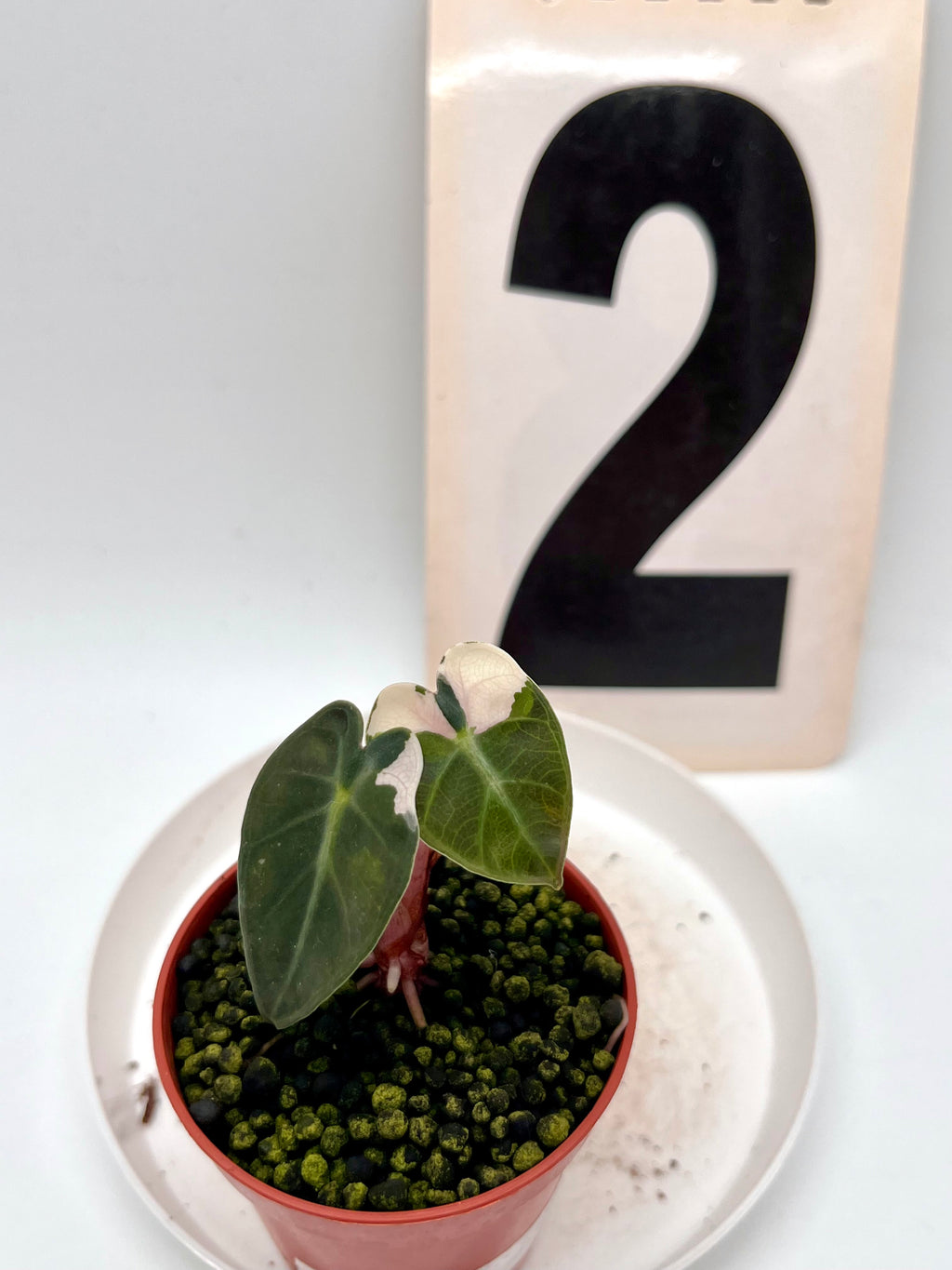 Alocasia Balloon Heart Variegata