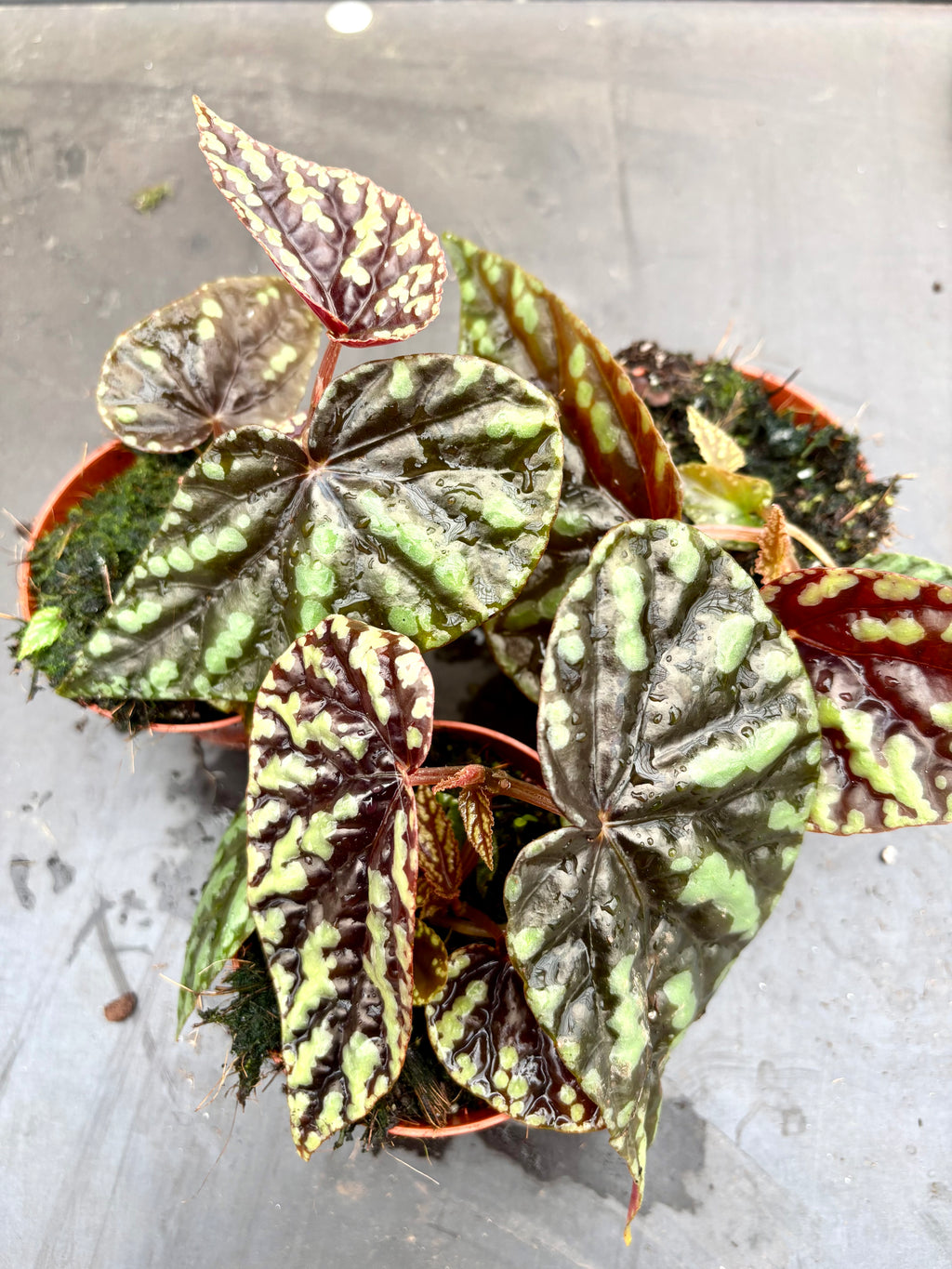 Begonia Filiformis Irmsch