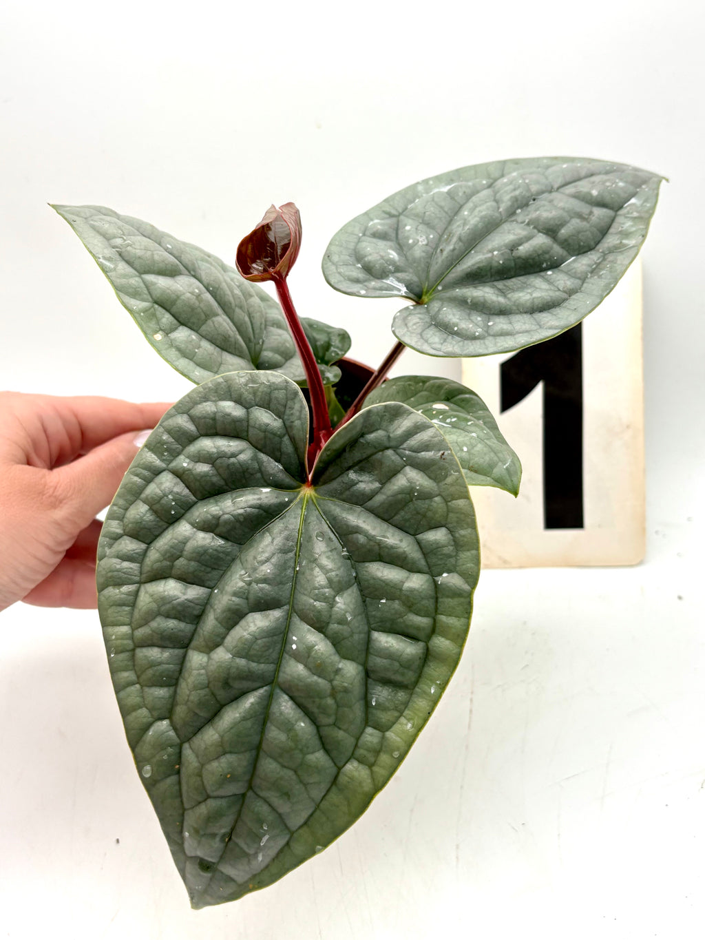 Anthurium Luxurians