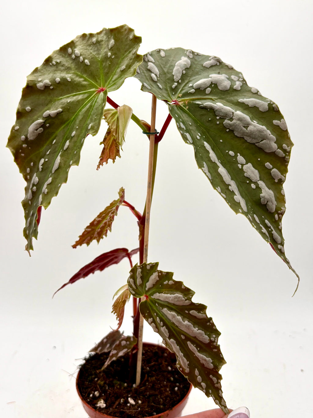 Begonia sp Sumatra