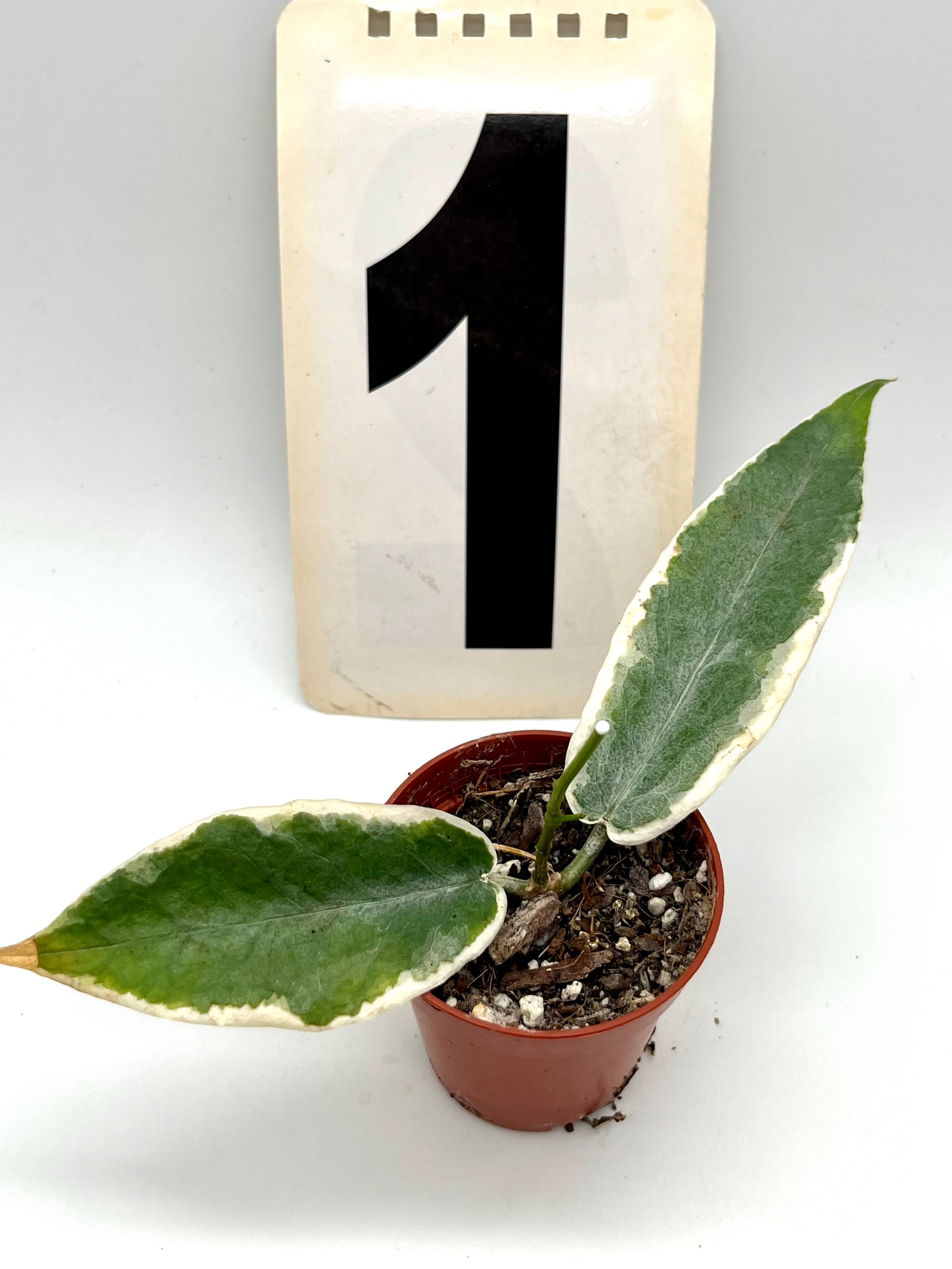 Hoya Archboldiana Variegata