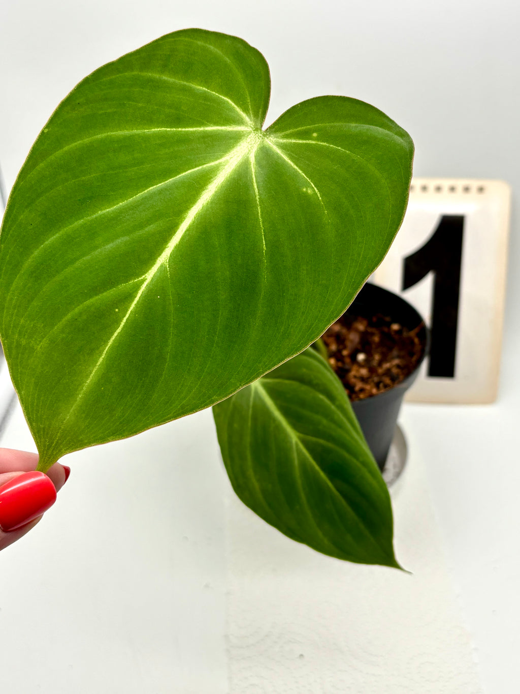 Philodendron Gloriosum