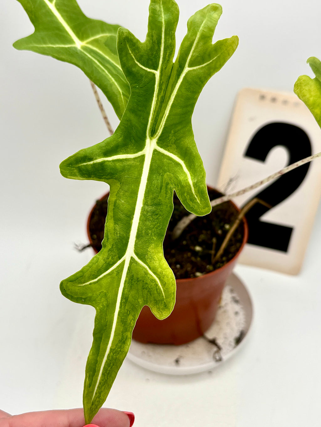 Alocasia Portei Variegata