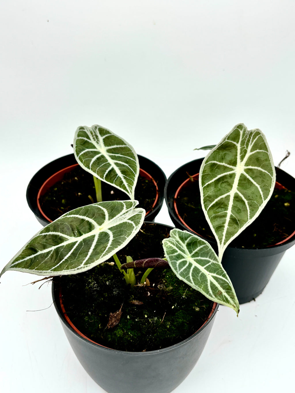 Alocasia Watsoniana Lightning Pflanze mit großen, grün-weißen Blättern, exotisch und dekorativ, von Exotic-Flowers.