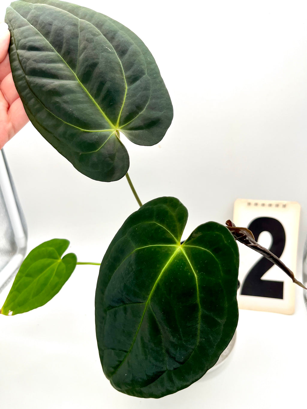 Anthurium Papillilaminum Lago Gatun