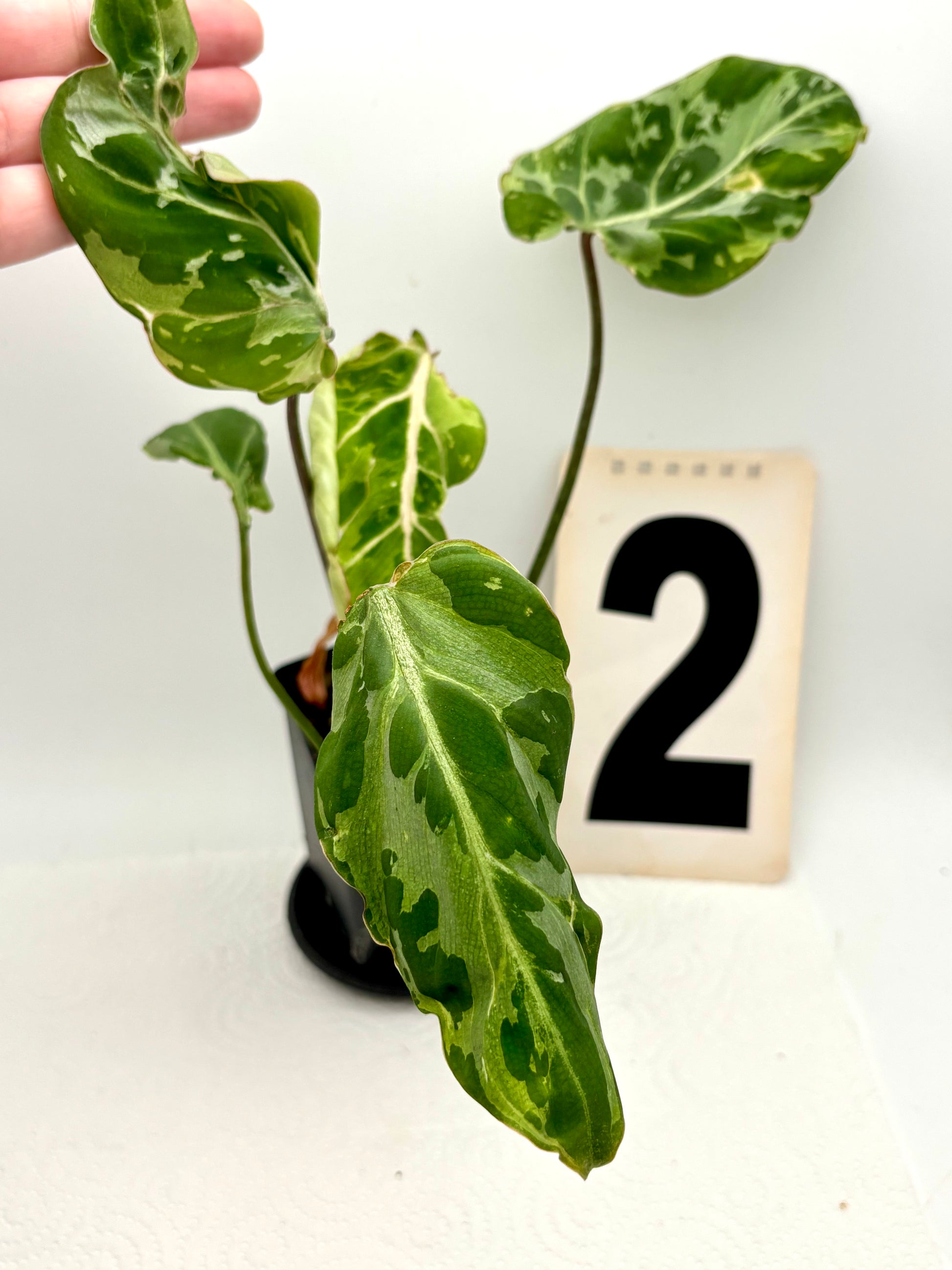 Philodendron Gloriosum Variegata / Snow Leopard - Jungpflanzen