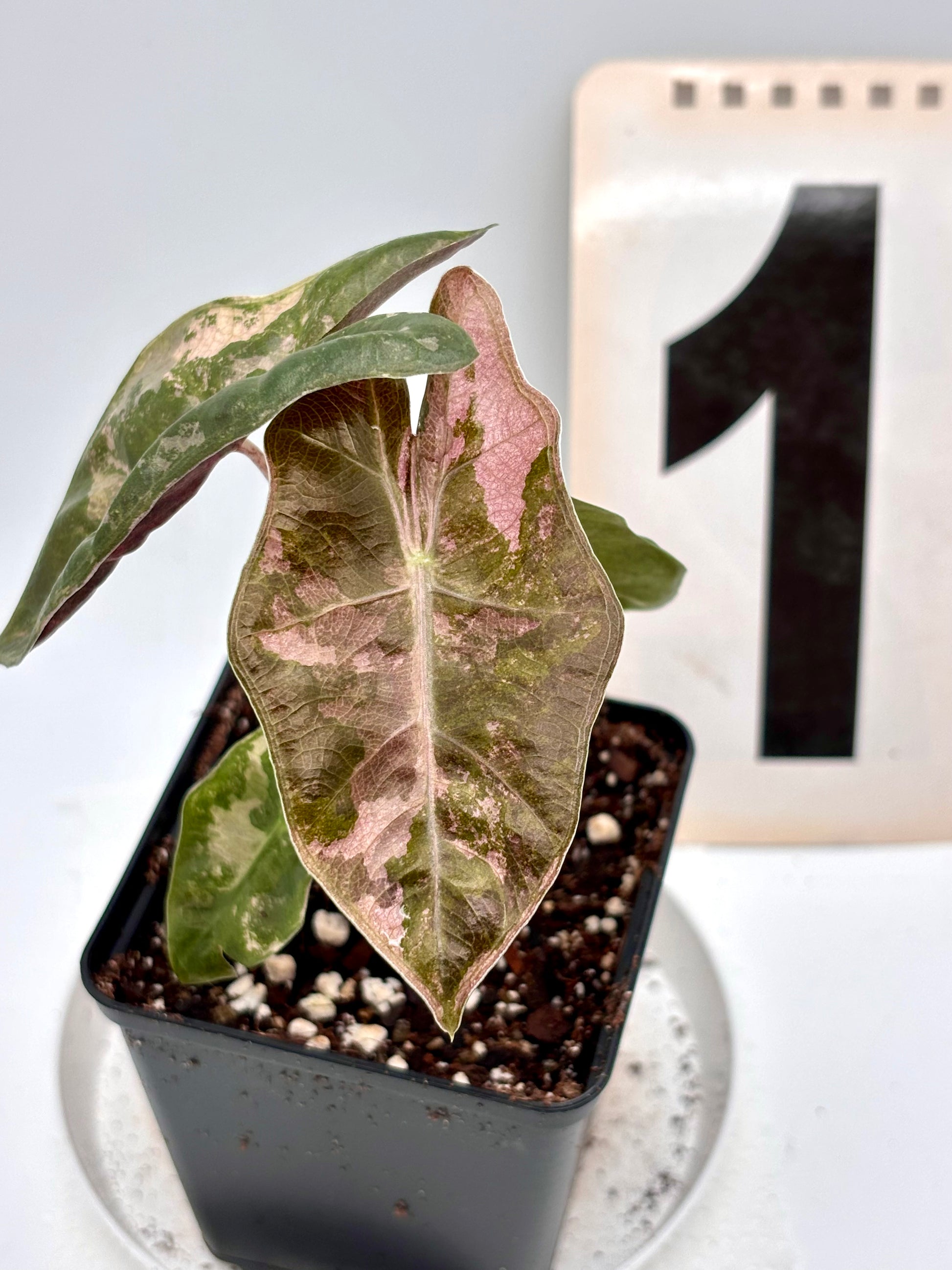 Alocasia Pseudo Sanderiana Pink Variegata