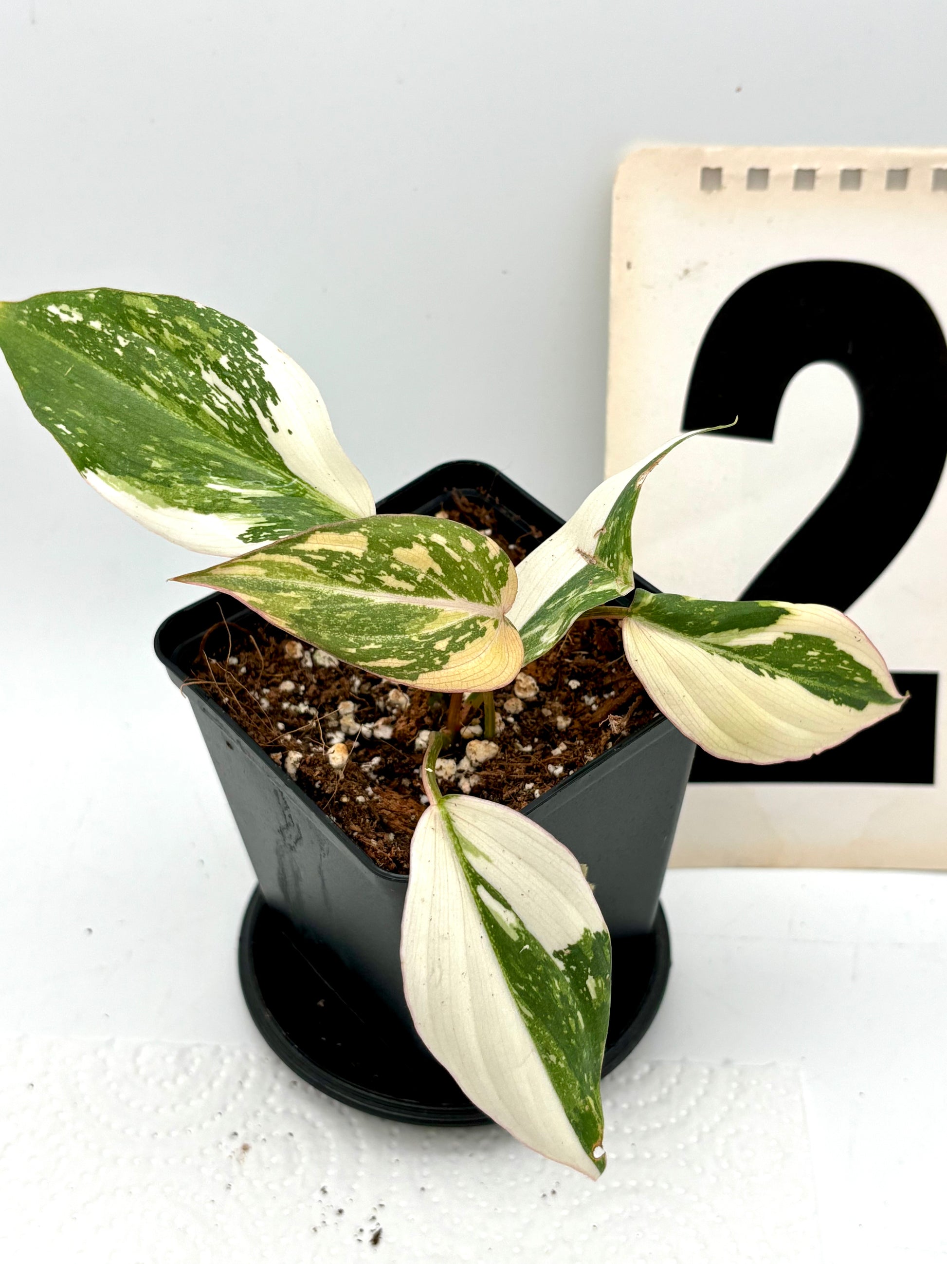 Philodendron Gloriosum Variegata Tricolor