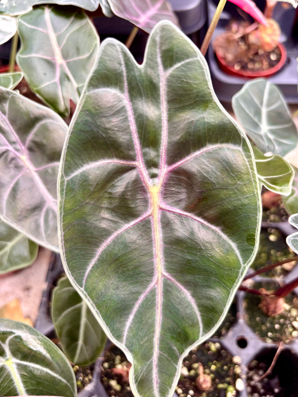 Alocasia Watsoniana Red Vein Pflanze von Exotic-Flowers mit großen grünen Blättern und roten Adern, Nahaufnahme