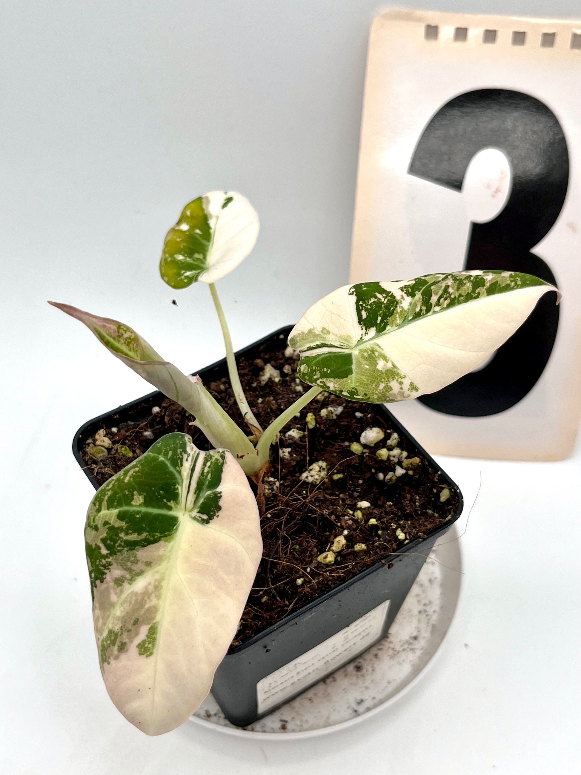 Alocasia Black Velvet Variegata