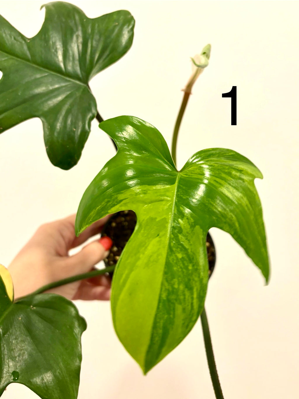 Philodendron Florida Beauty