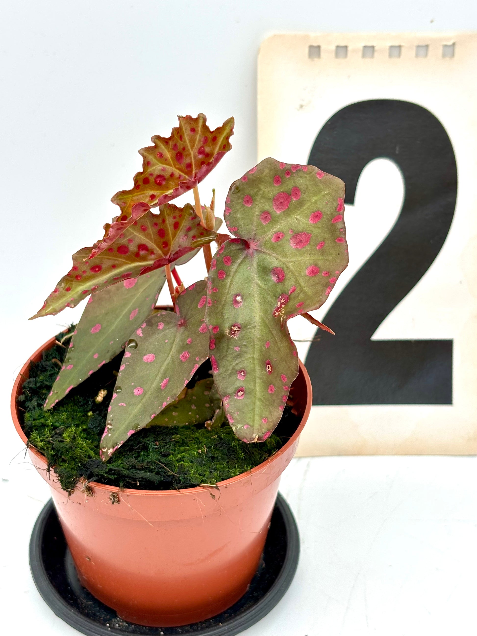 Begonia Amphioxus x Malachostict von Exotic-Flowers mit grünen Blättern und bunten, gemusterten Blüten.