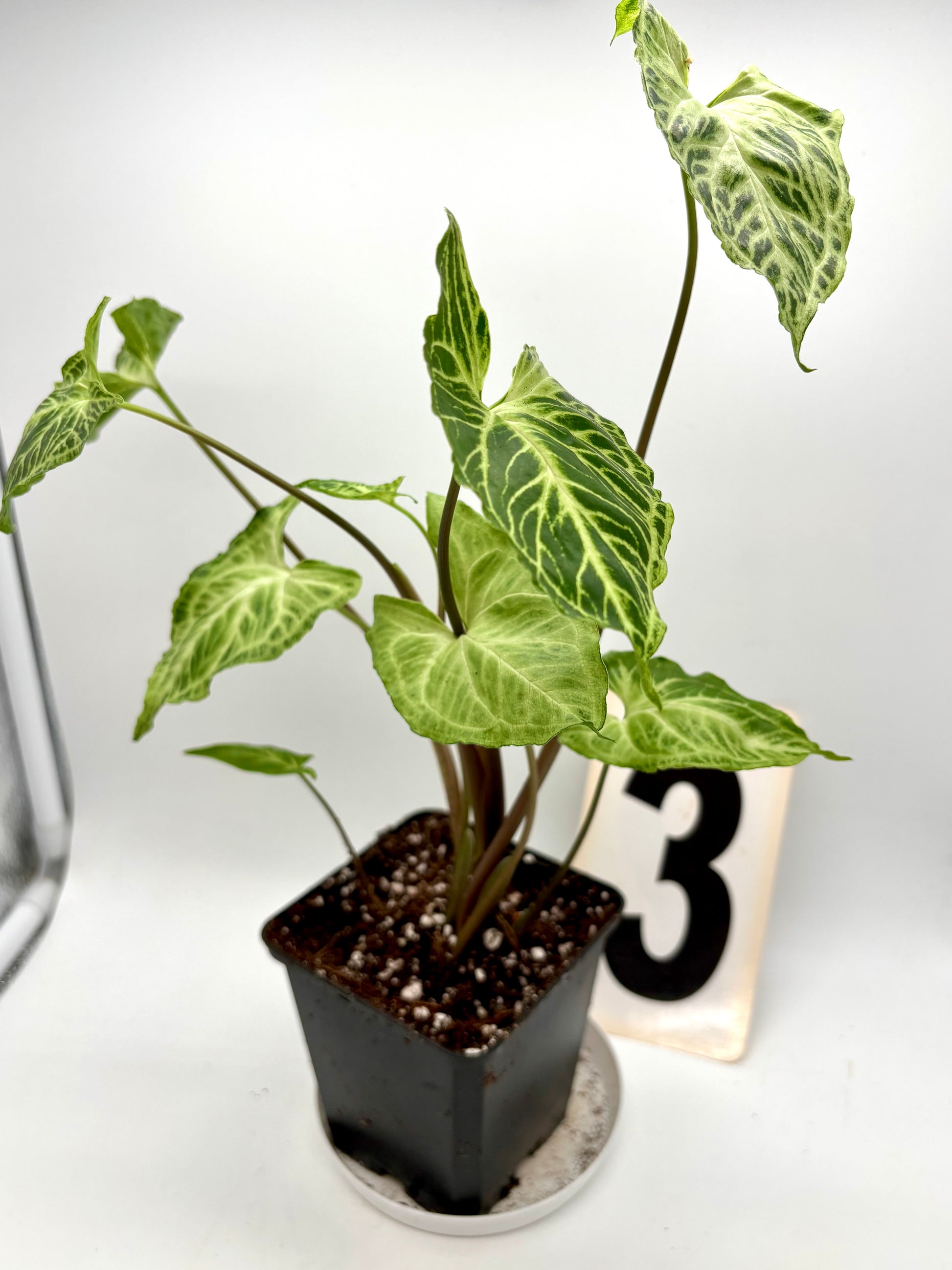Syngonium Batik / Golden Venation