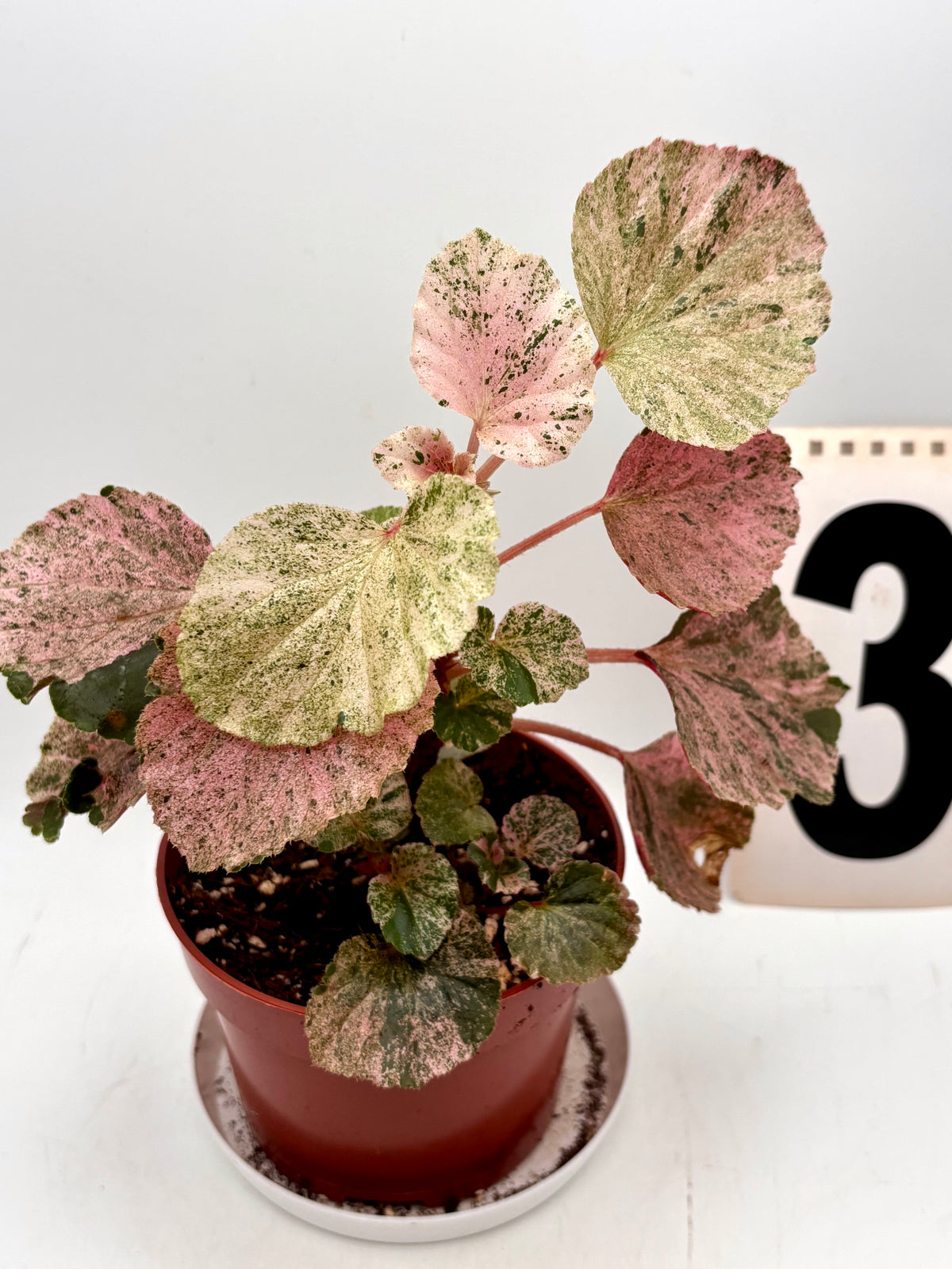 Begonia Cucullata Variegata
