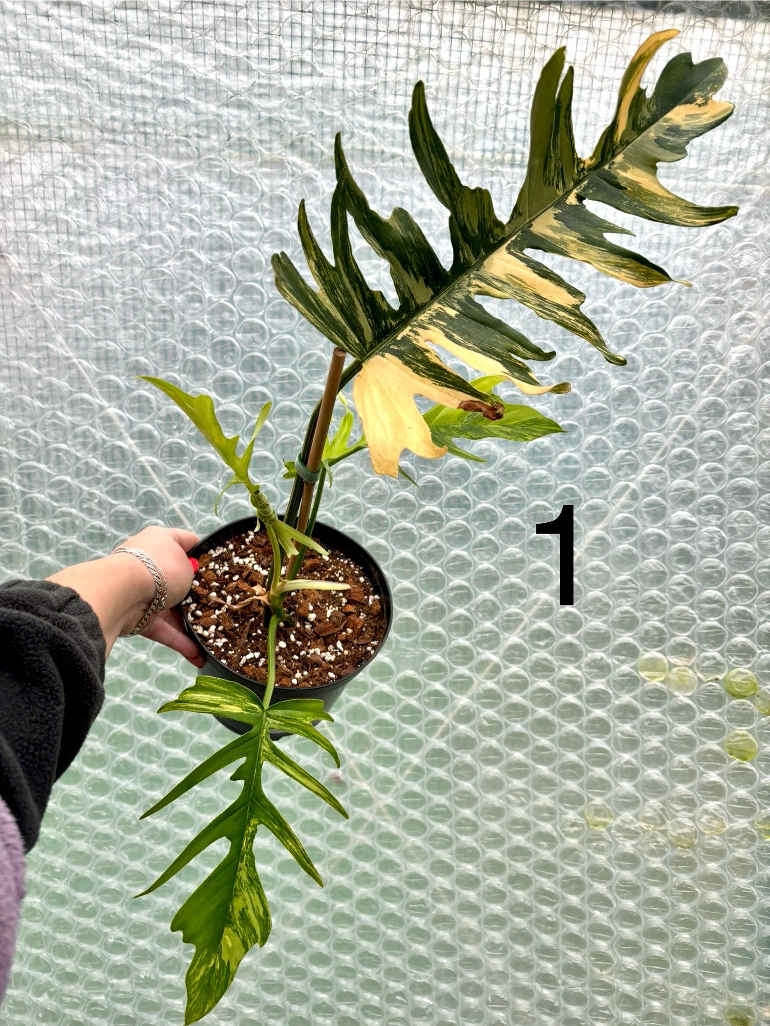 Philodendron Tortum Variegata x Florida Beauty