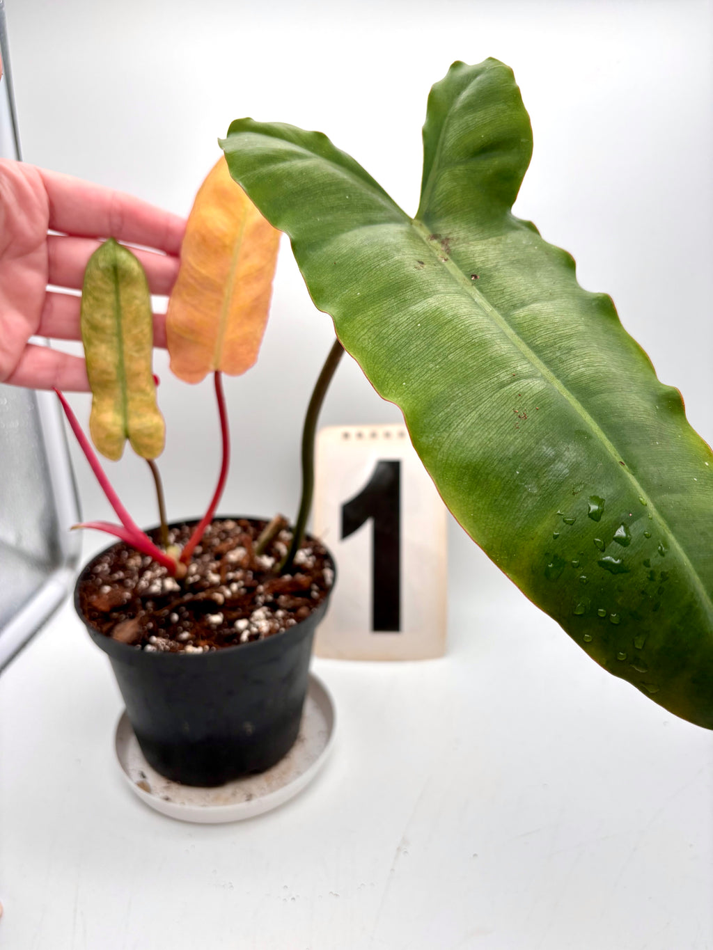 Philodendron Billietiae Mint-Blue-Gray Hybrid - Exotic-Flowers