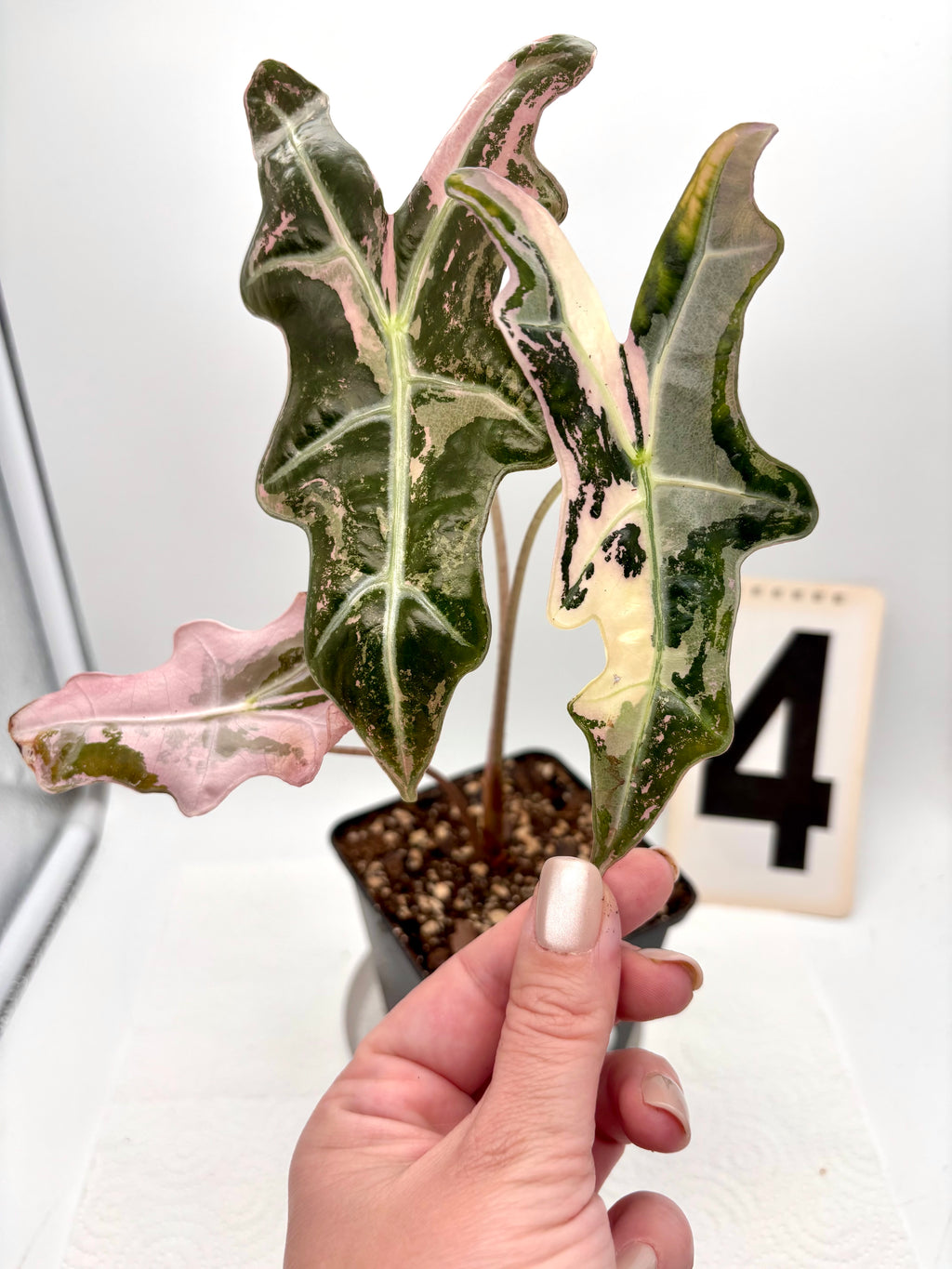 Alocasia Nobilis Variegata Pflanze mit grünen und weißen variierten Blättern, im Topf, von Exotic-Flowers.