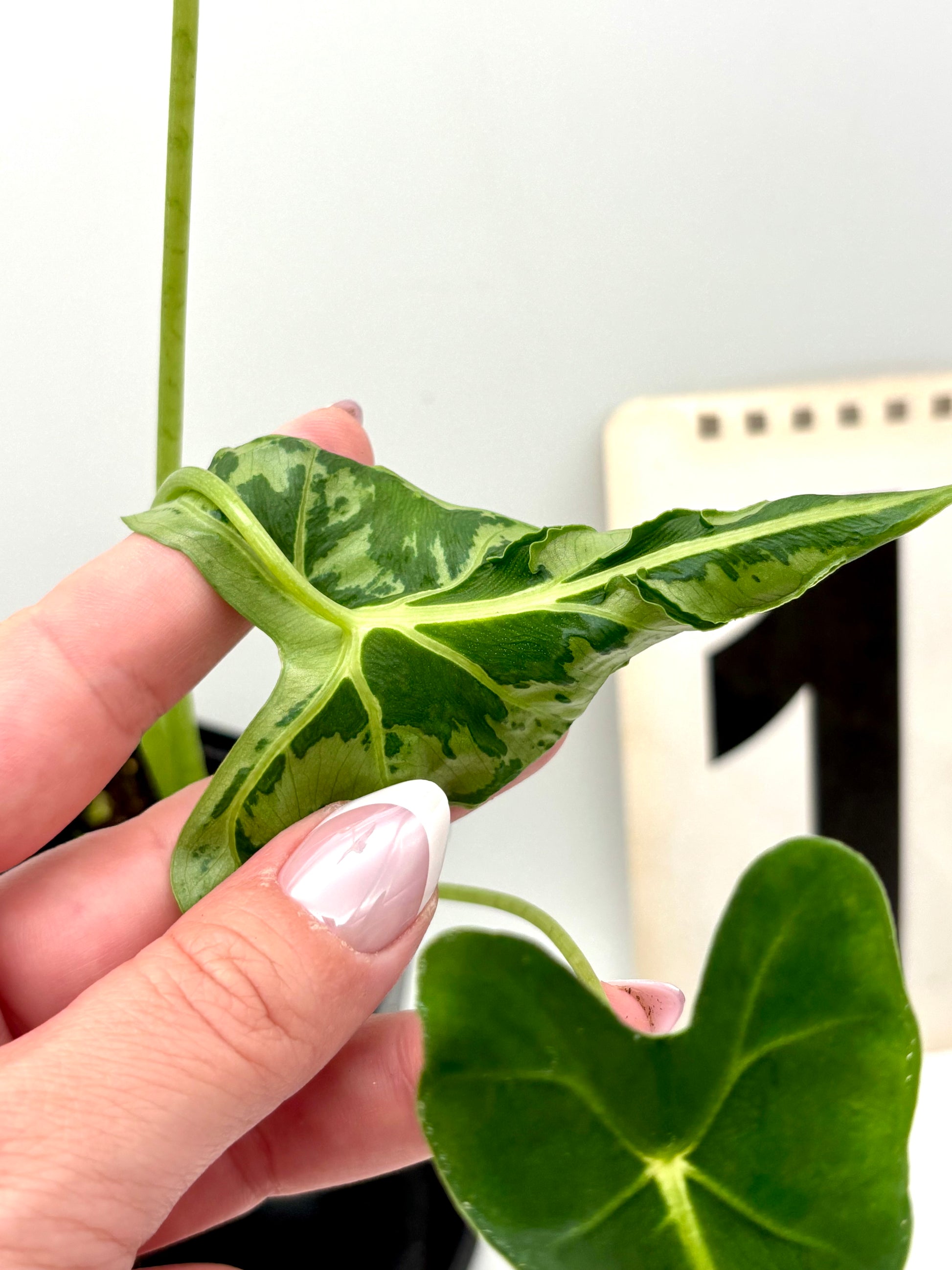 Alocasia Frydek Tattoo Pflanze von Exotic-Flowers mit großen grünen Blättern und auffälligen Mustern, im Topf auf einer weißen Oberfläche