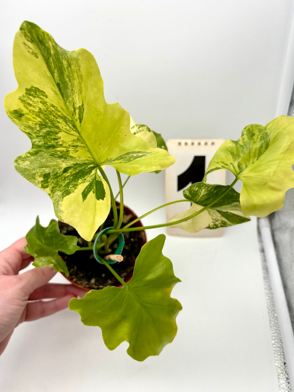 Thaumatophyllum Variegata