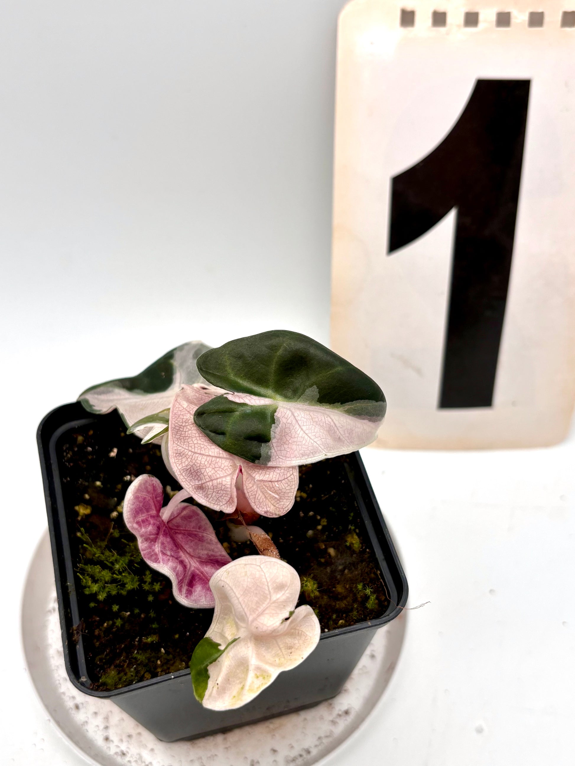 Alocasia Balloon Heart Variegata - Exotic-Flowers