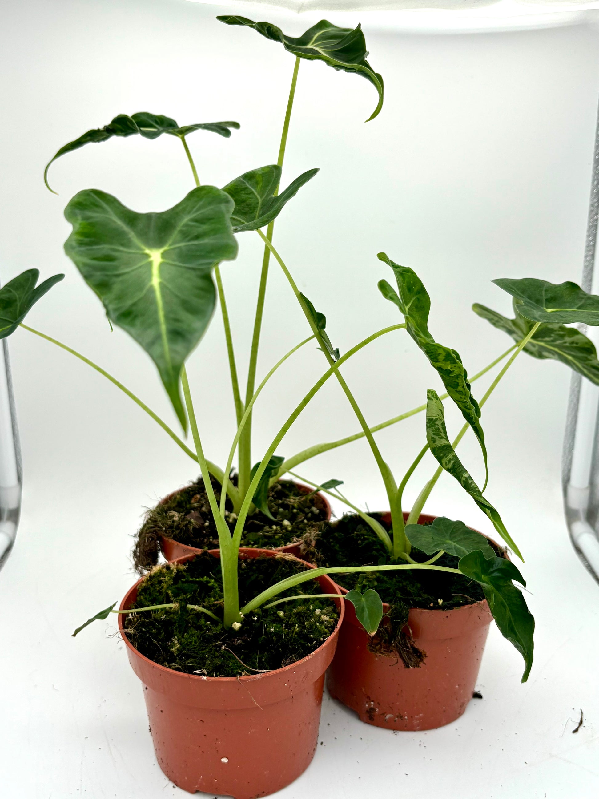 Alocasia Frydek Tattoo, auch bekannt als Emerald Tide, mit großen grünen Blättern und markanten Mustern, von Exotic-Flowers