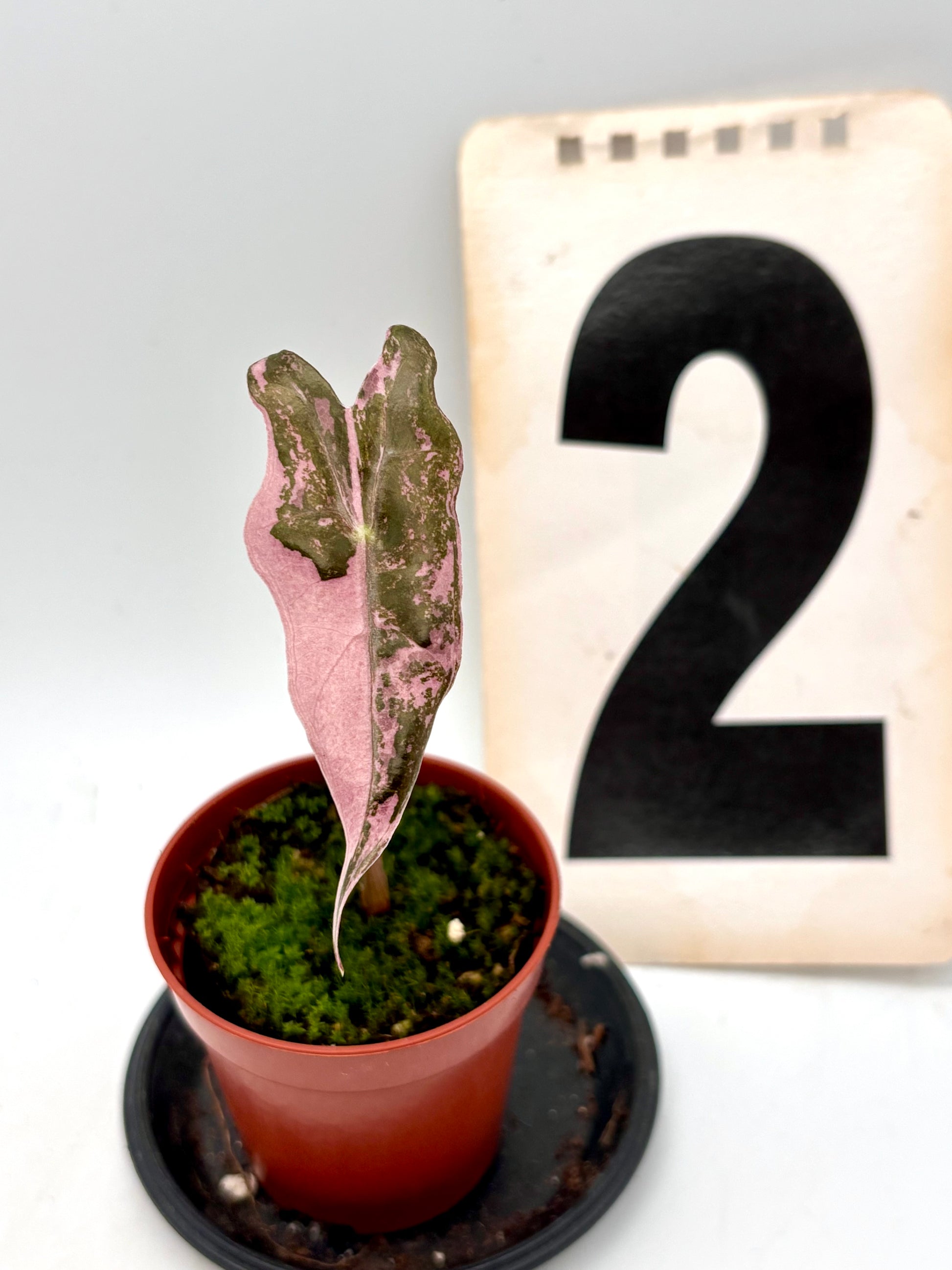 Alocasia Nobilis Variegata Pflanze mit großen, grün-weißen, variegierten Blättern, exotische Zimmerpflanze von Exotic-Flowers