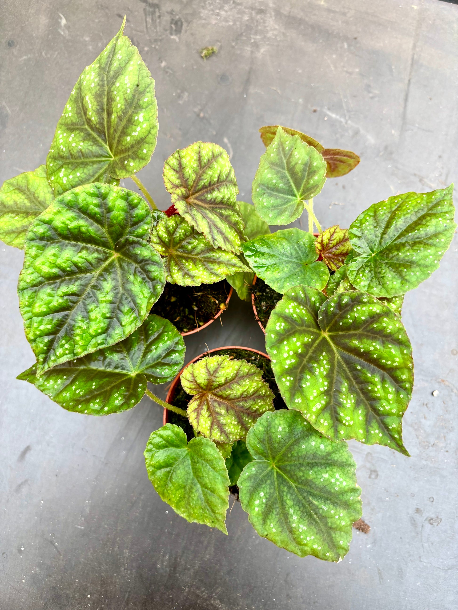 Begonia Pseudoedulis Shiwanshan