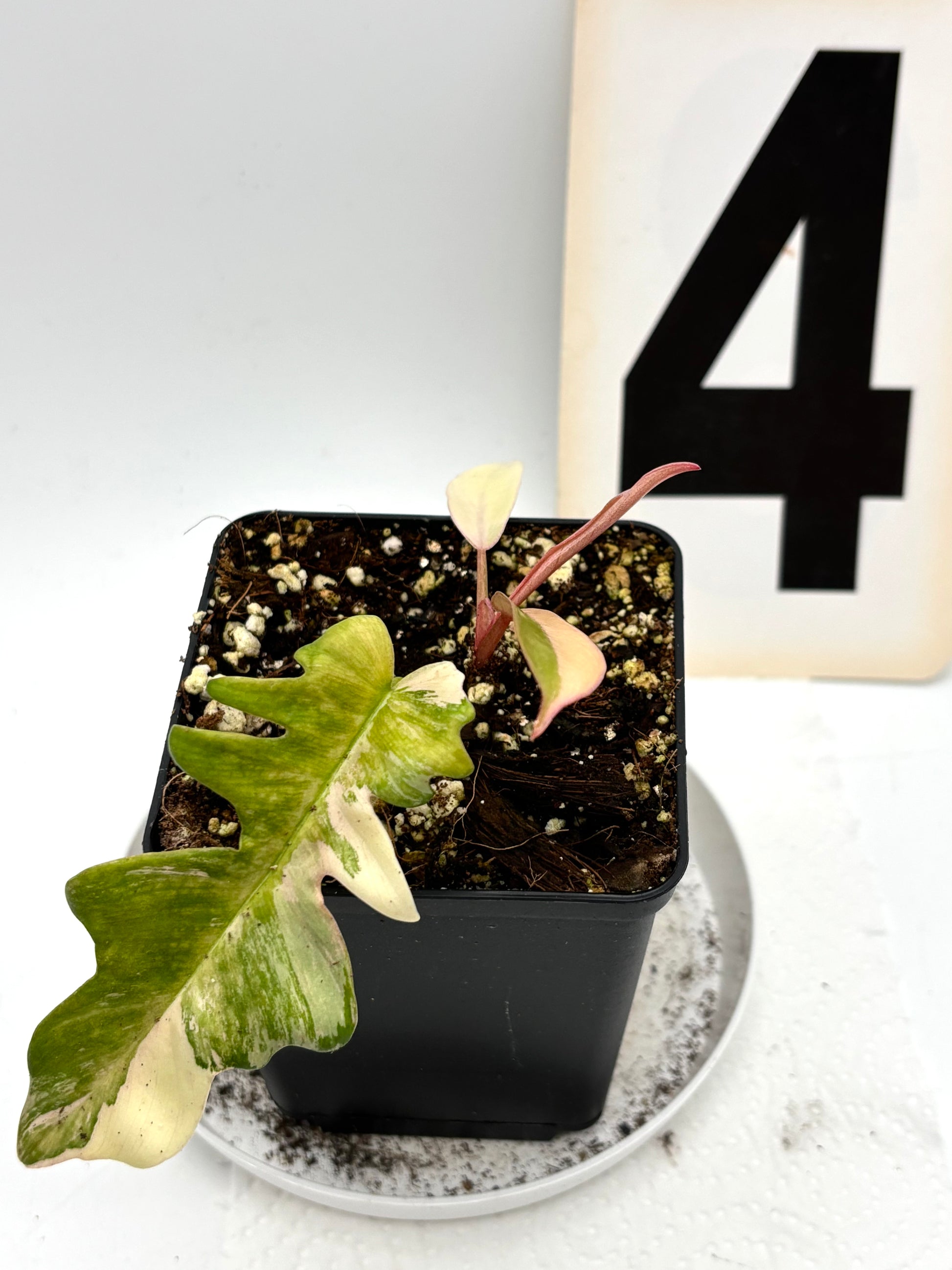 Philodendron Tortum Variegata x Florida Beauty