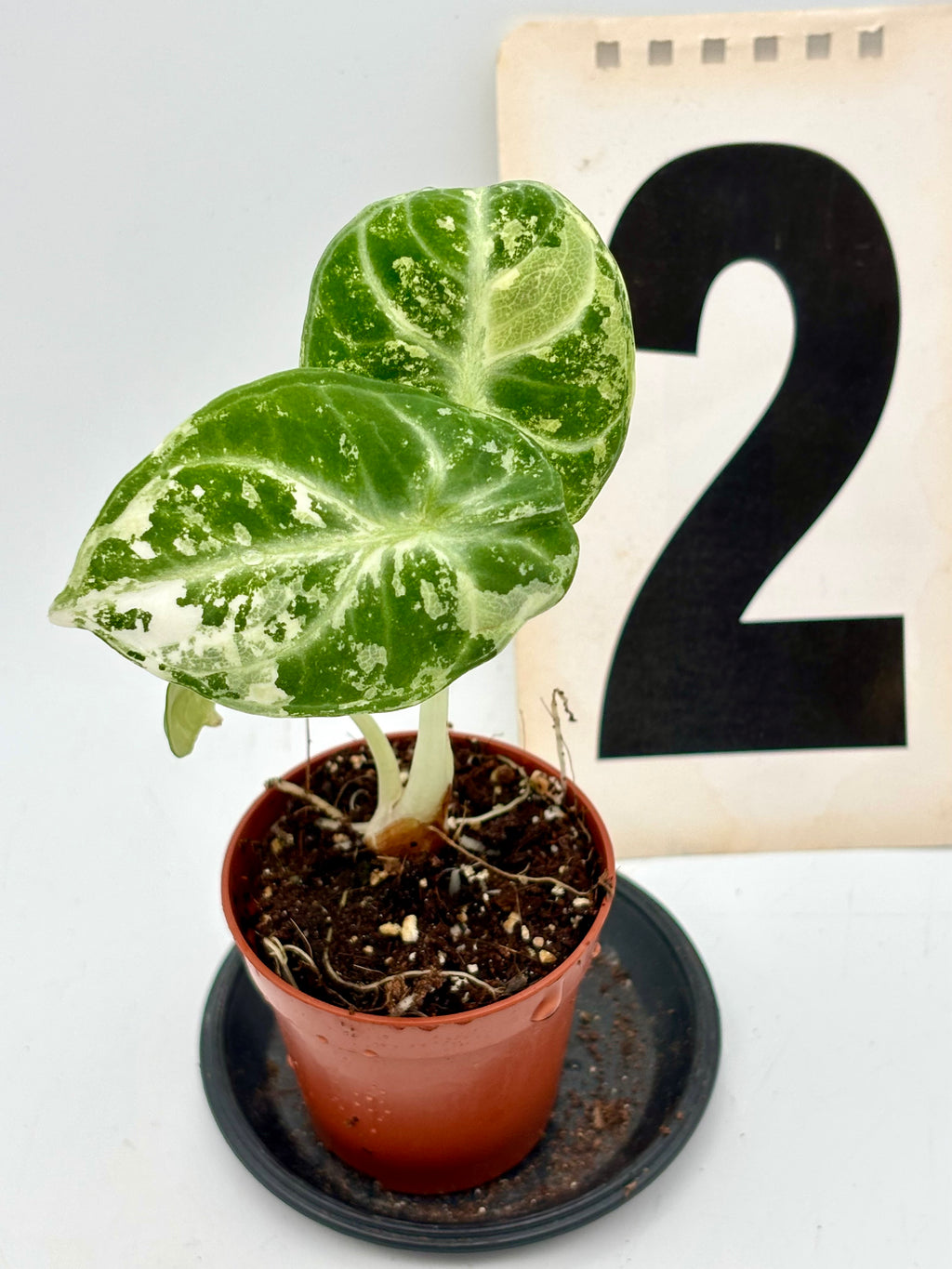 Alocasia Ninja Albo Pflanze von Exotic-Flowers mit weißen und grünen Blättern, Nahaufnahme der Blätter und Stängel