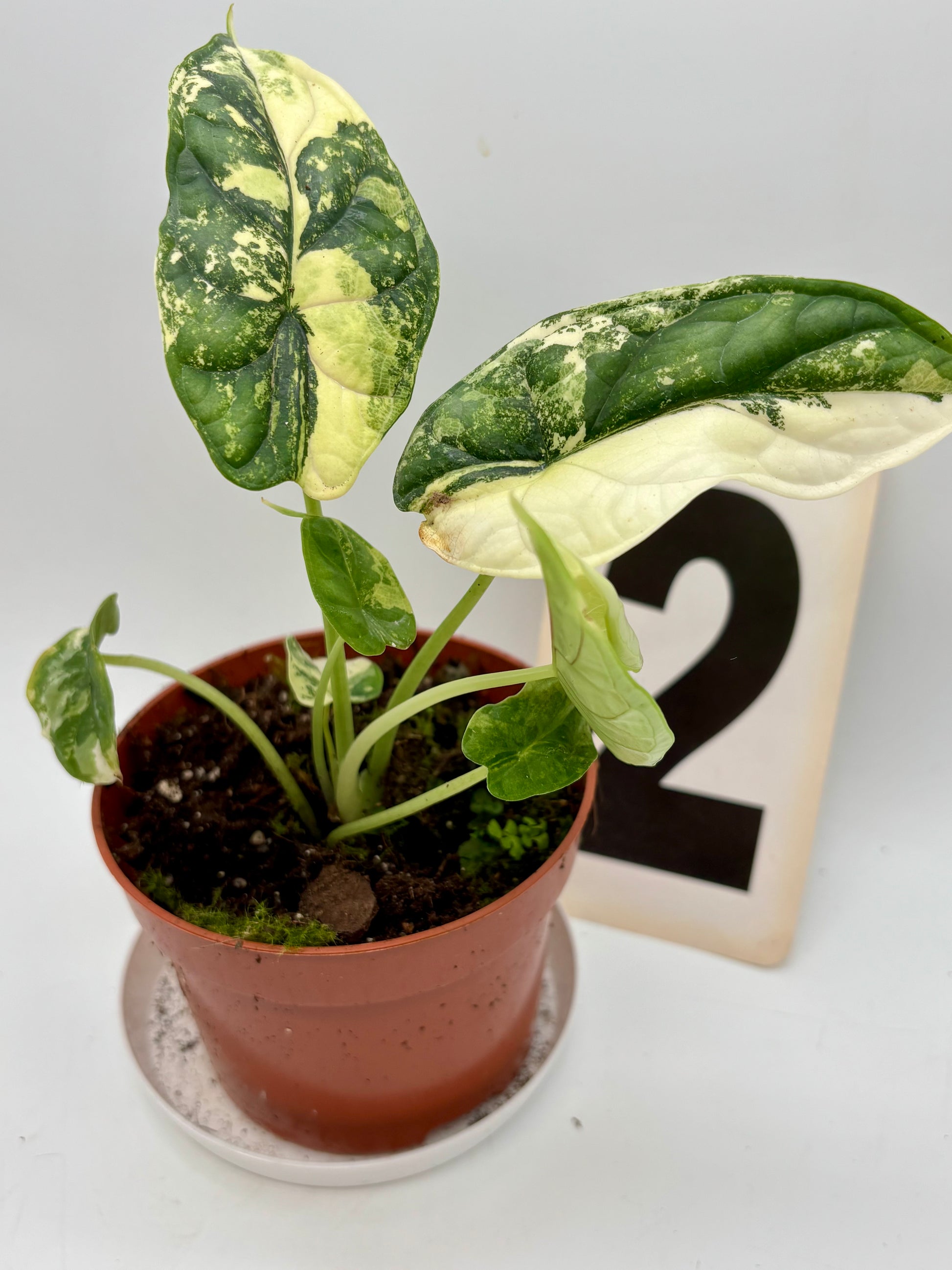 Alocasia Dragon Scale Variegata