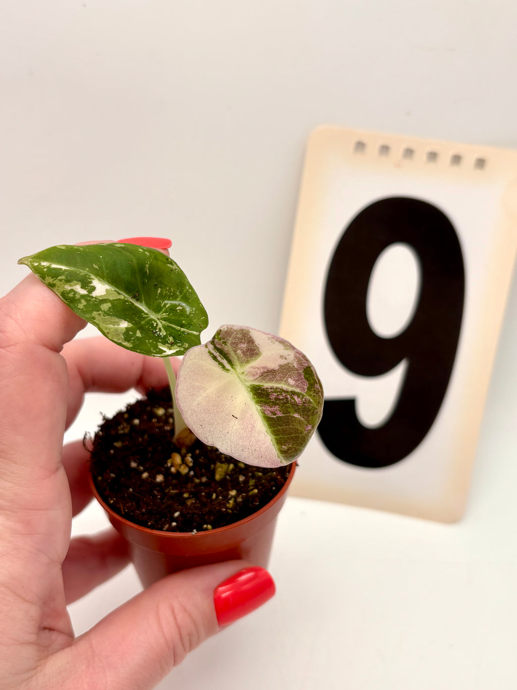 Alocasia Black Velvet Variegata