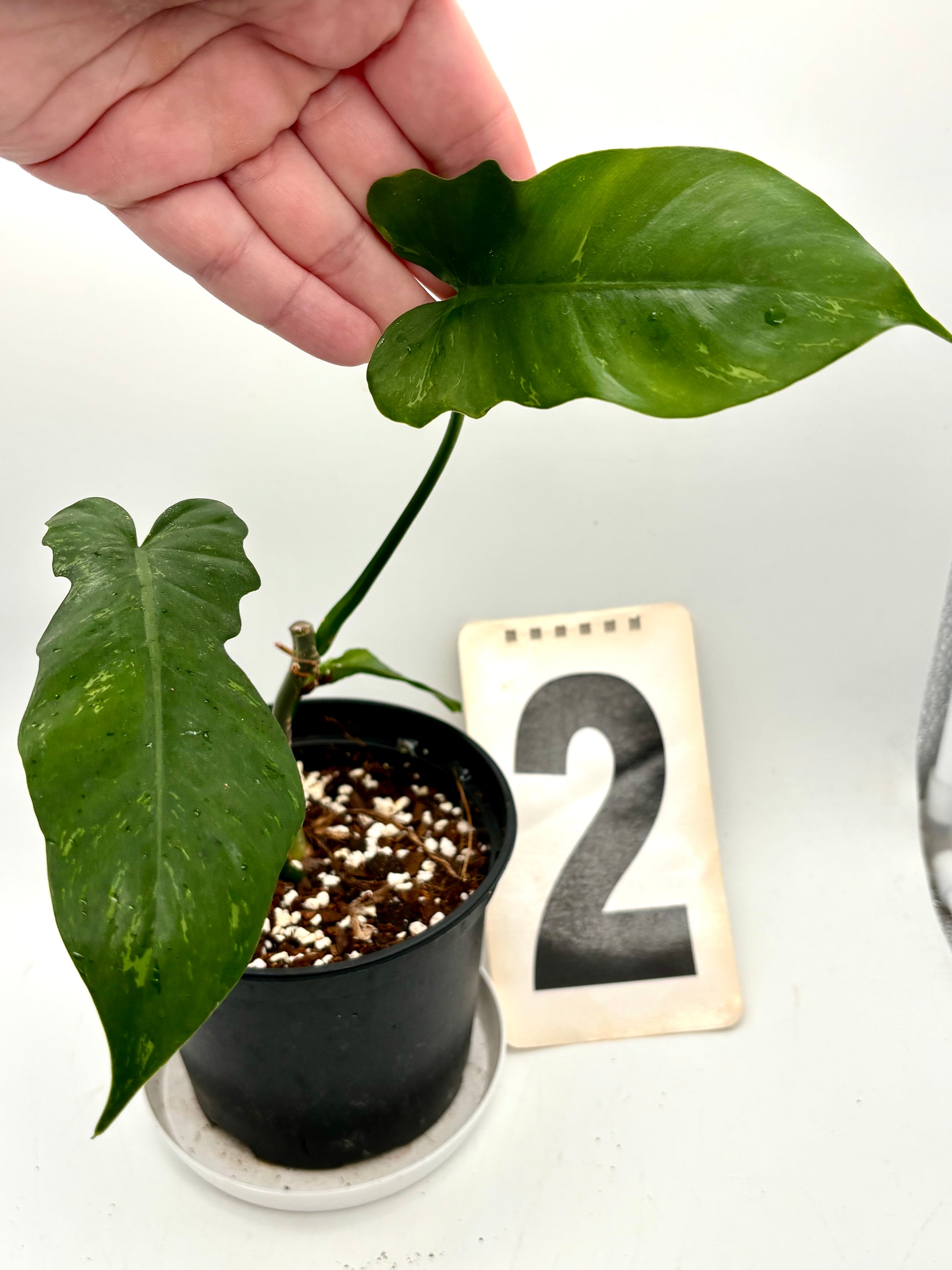 Philodendron Golden Dragon Lime Fiddle - Exotic-Flowers
