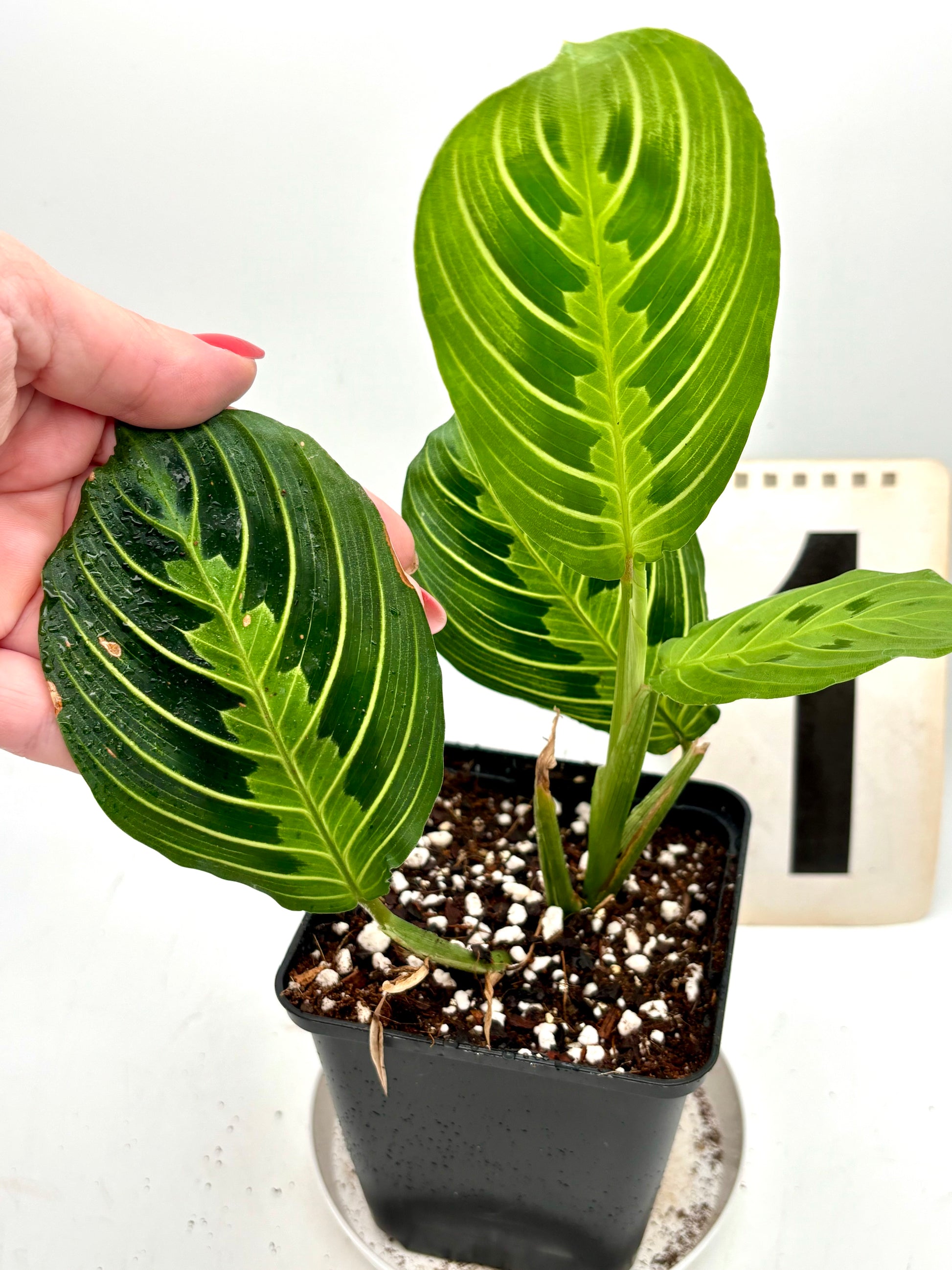 Maranta Lemon Lime