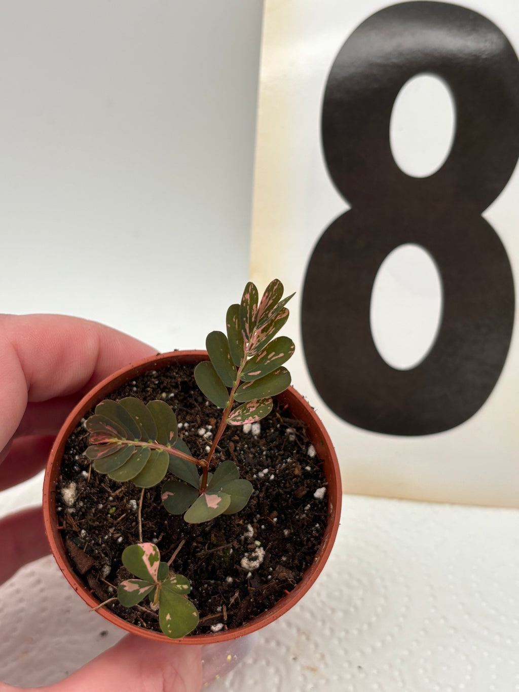 Phyllanthus Urinaria Pink Variegata - Exotic-Flowers