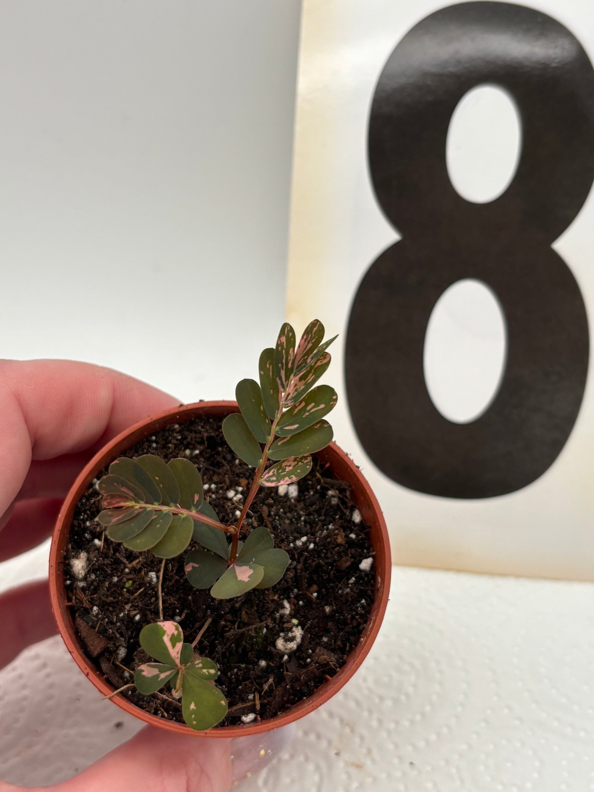 Phyllanthus Urinaria Pink Variegata - Exotic-Flowers