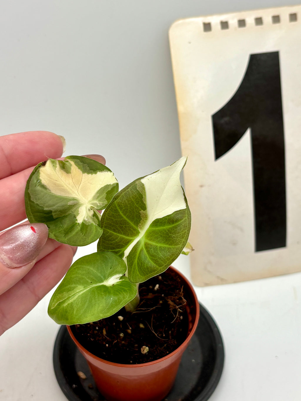 Alocasia Regal Shield Albo Variegata