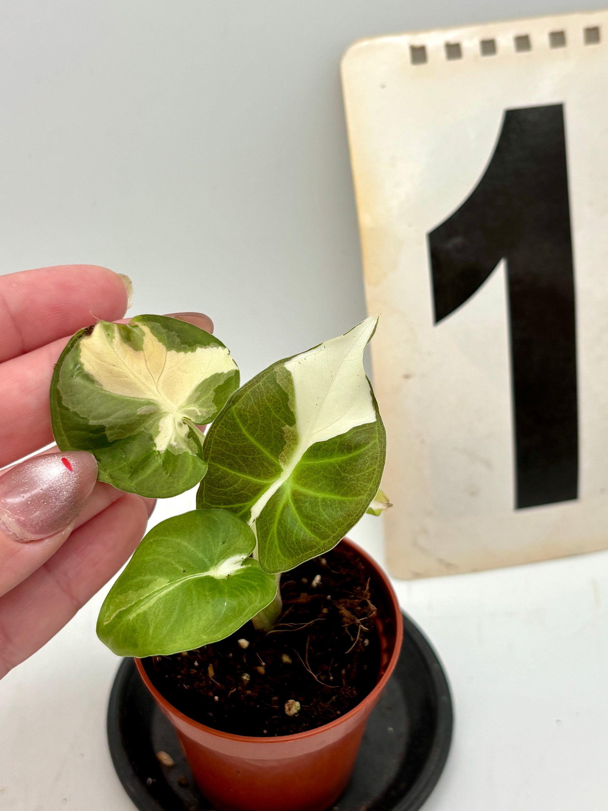 Alocasia Regal Shield Albo Variegata