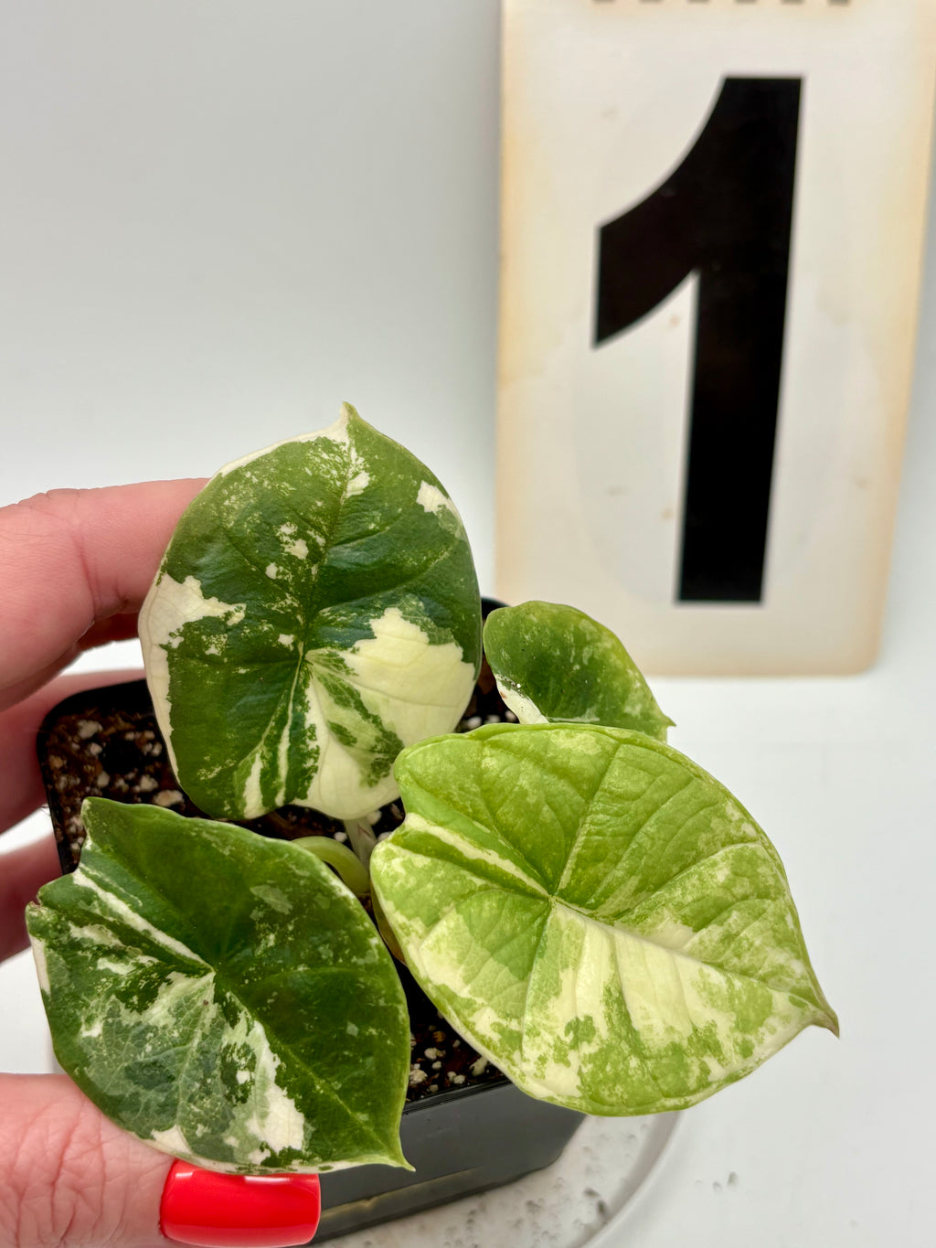 Alocasia Platinum Albo Variegata