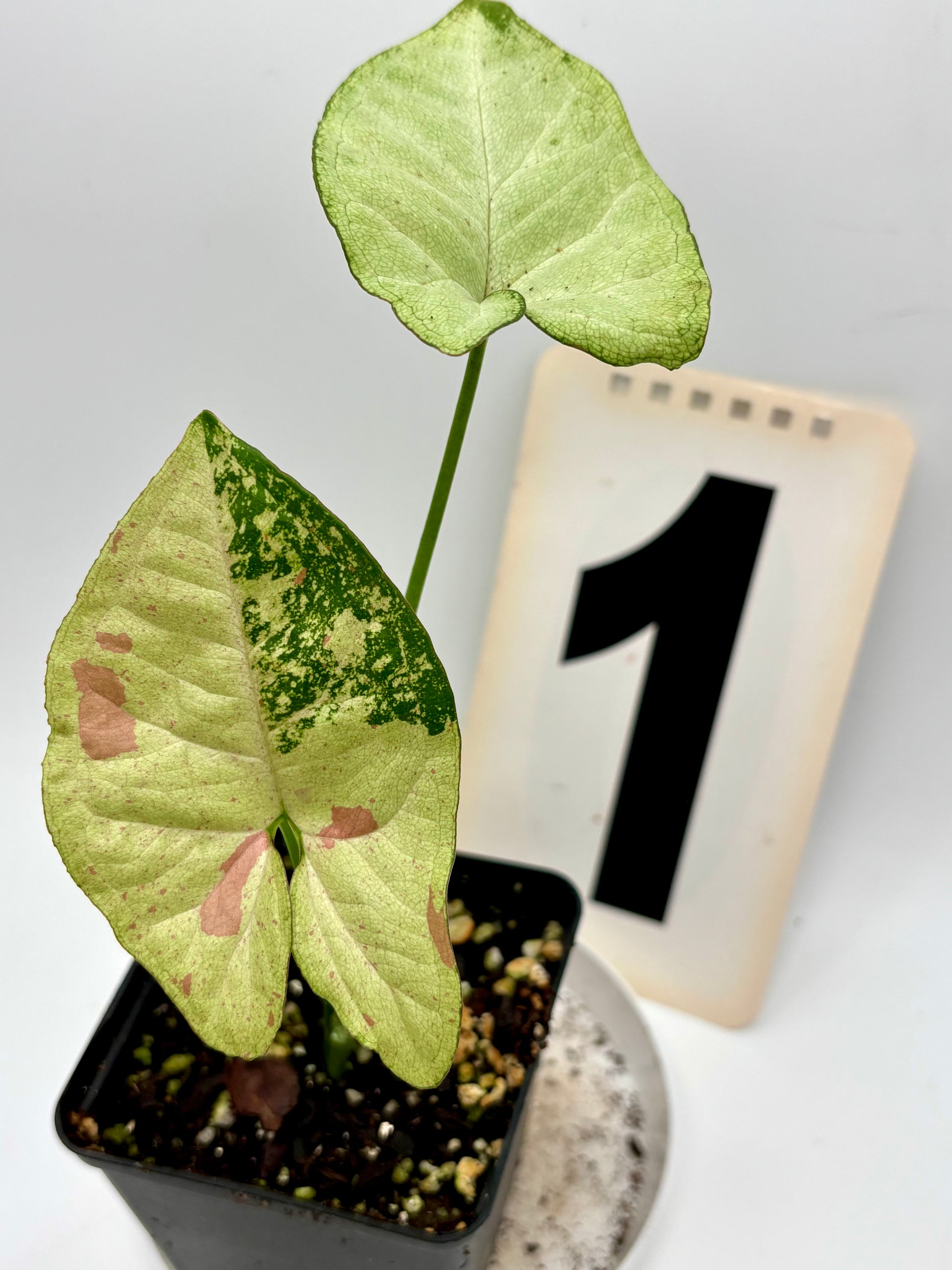 Syngonium Confetti Tricolor