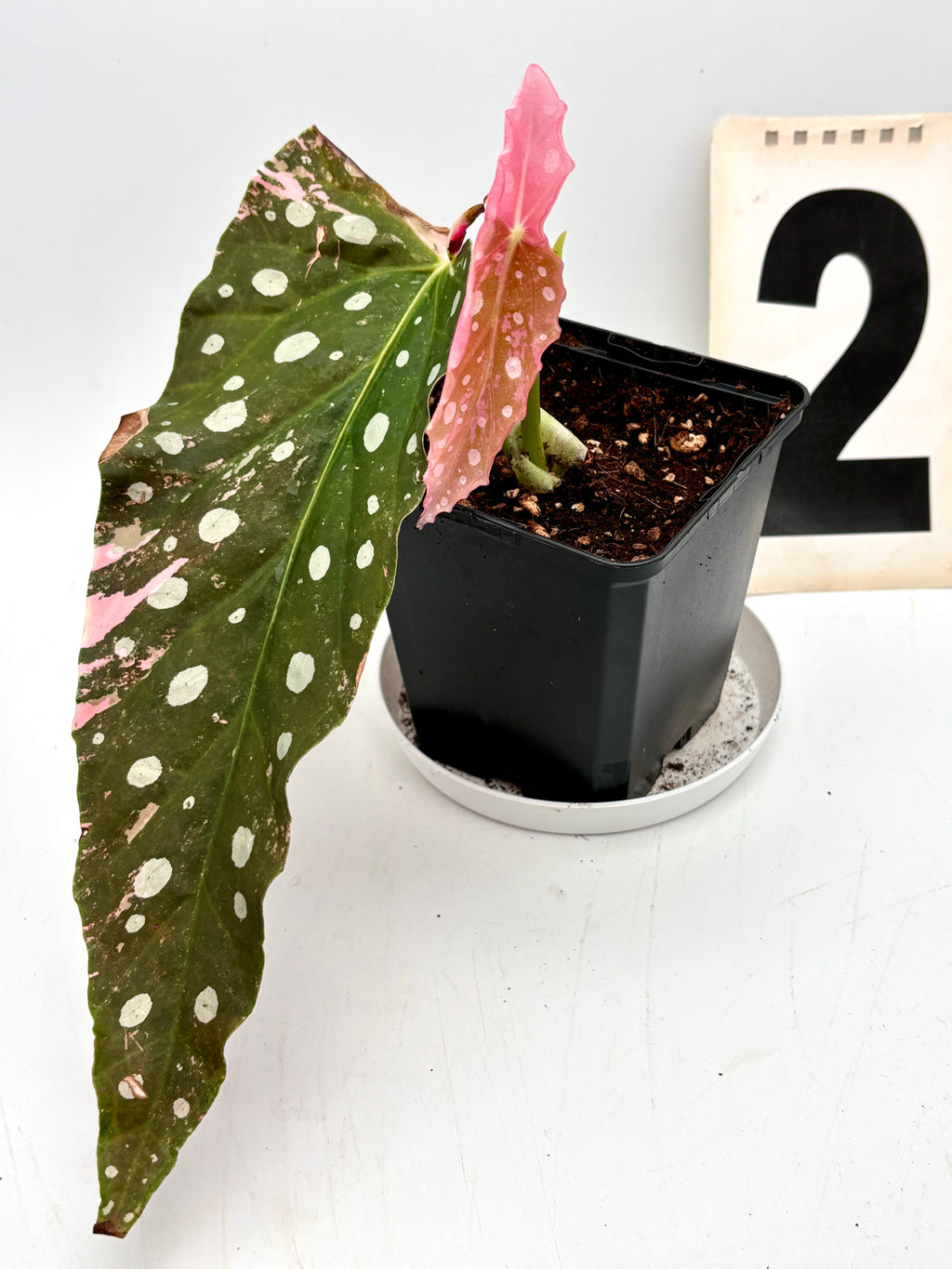Begonia Maculata Pink Variegata