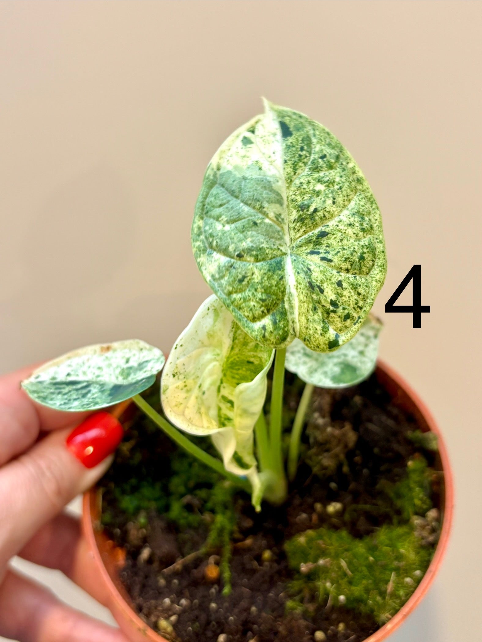Special Deal - Alocasia Dragon Scale Mint