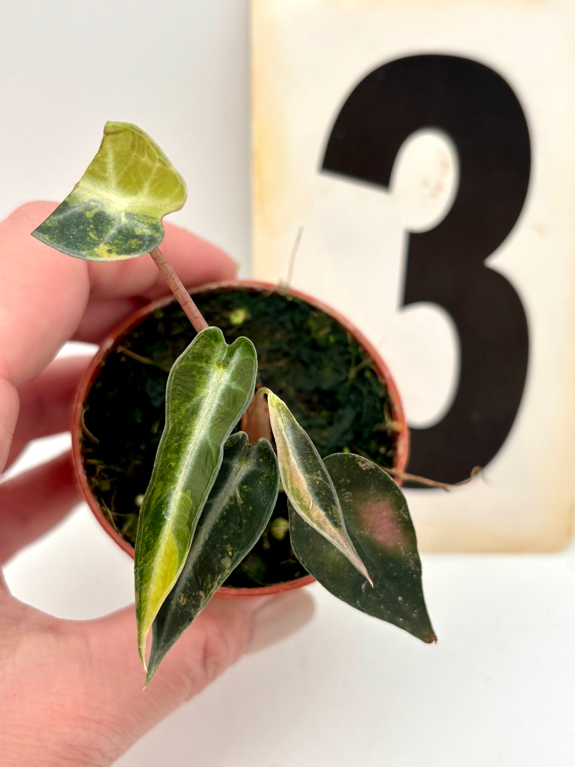 Alocasia Bambino Aurea Variegata