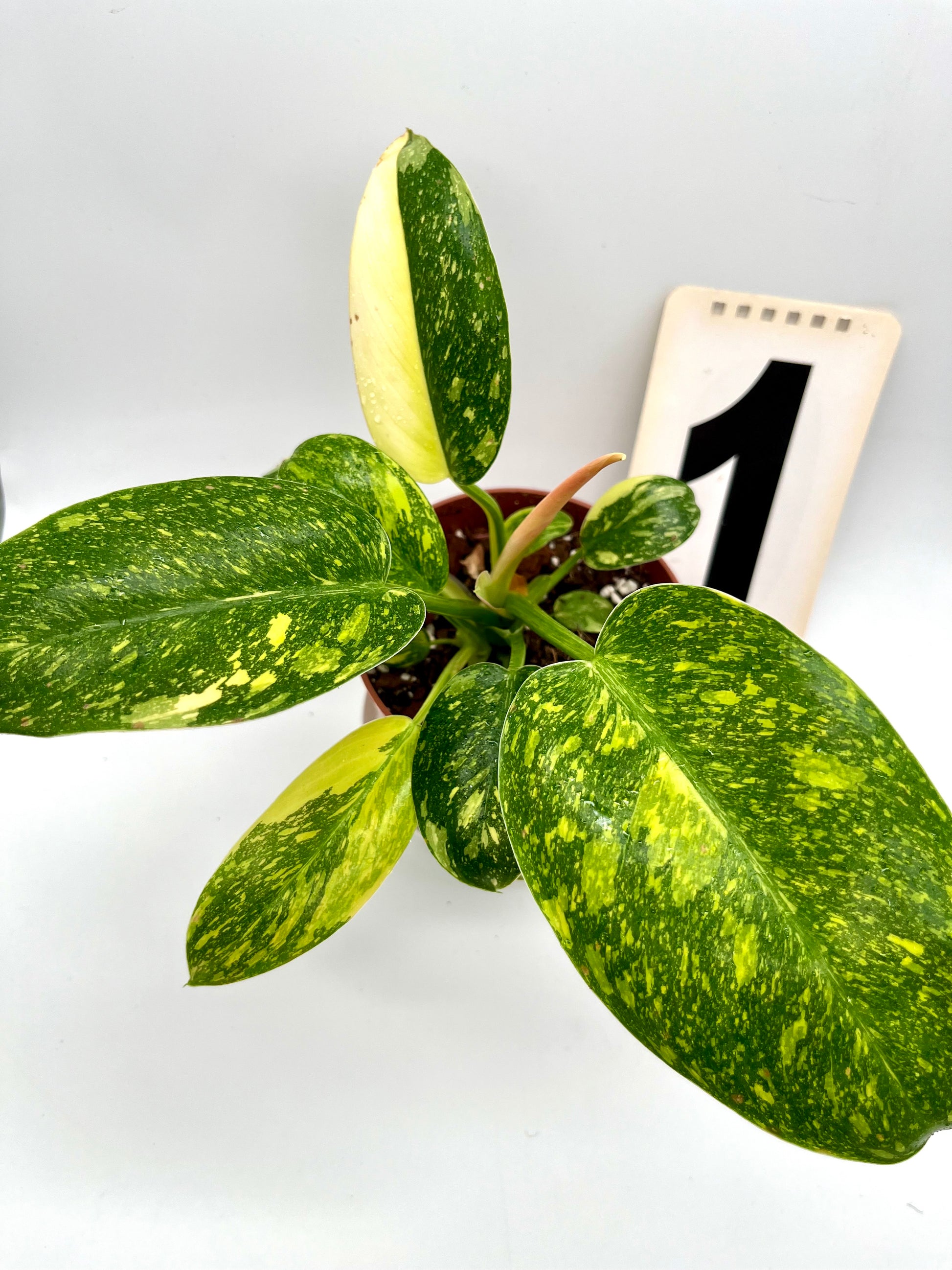 Philodendron Green Congo Variegata