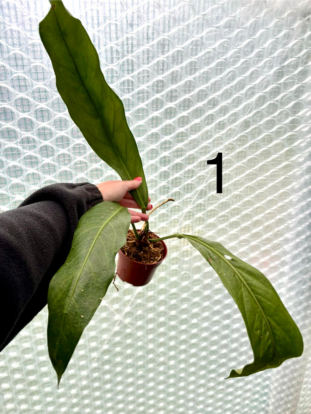 Großer Anthurium Big Bill von Exotic-Flowers mit glänzenden, dunkelgrünen Blättern und roten Blüten, Nahaufnahme der Pflanze