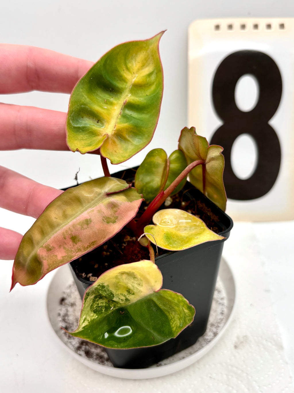 Philodendron Billietiae Variegata