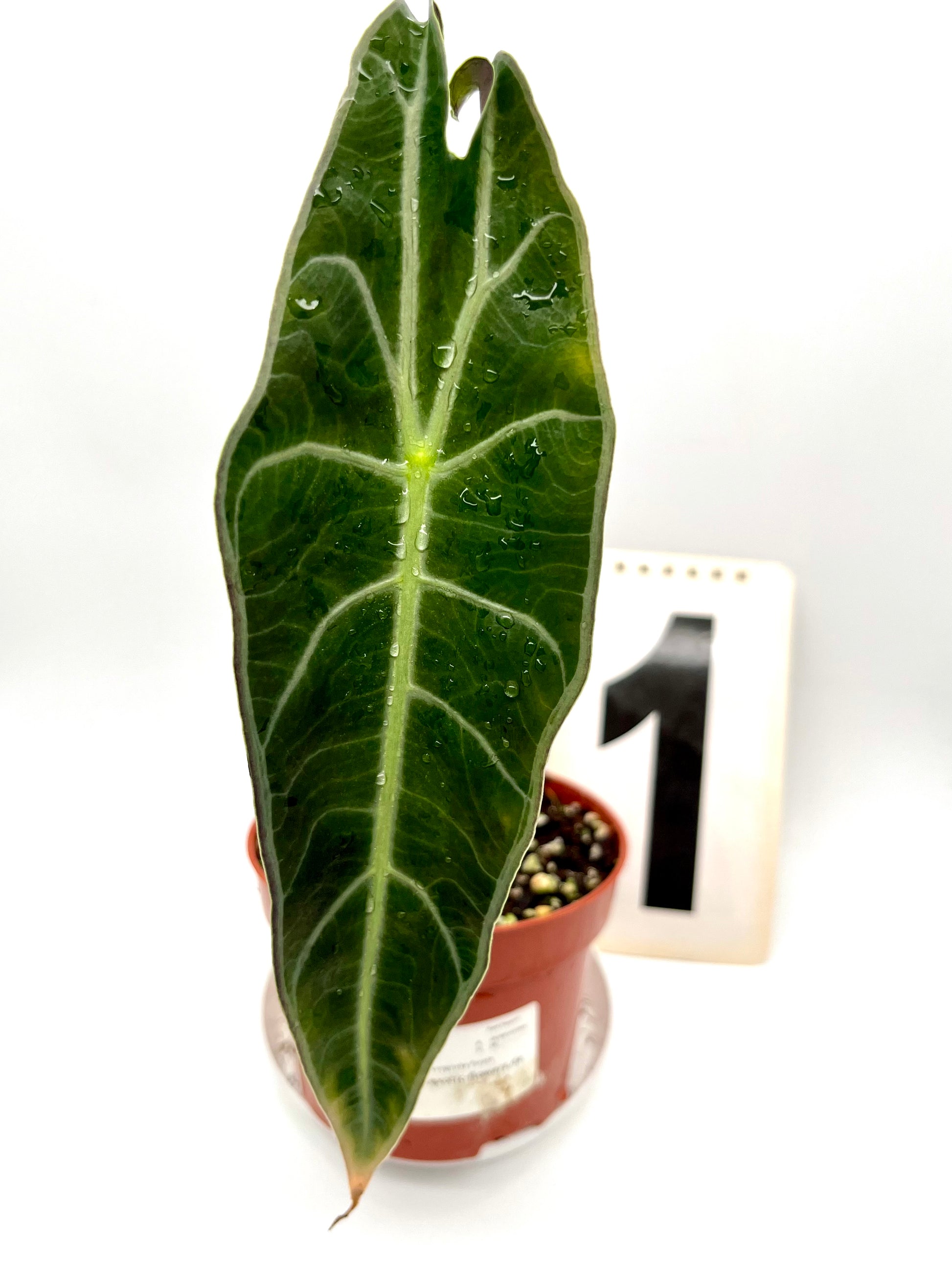 Alocasia Longiloba Purple
