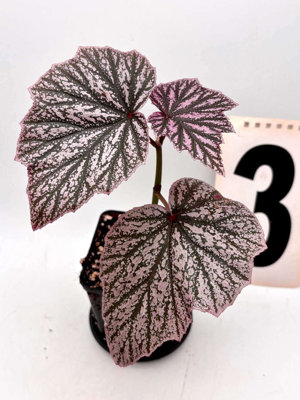 Rote Begonie Pink Minx von Exotic-Flowers mit großen, rosa Blüten und grünen Blättern, Nahaufnahme der Blüte.