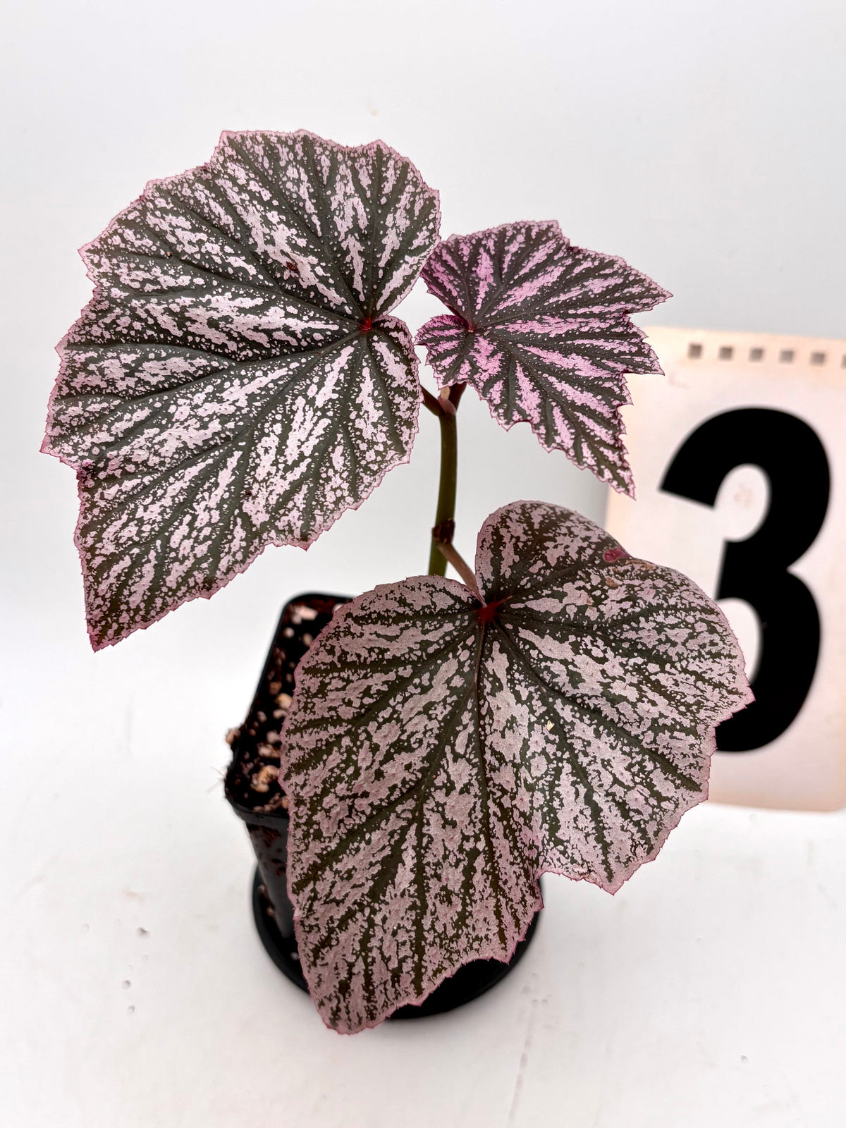 Rote Begonie Pink Minx von Exotic-Flowers mit großen, rosa Blüten und grünen Blättern, Nahaufnahme der Blüte.